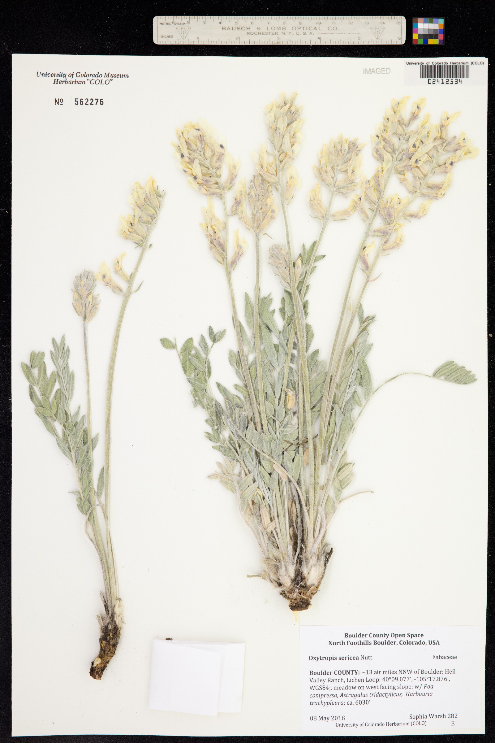 Oxytropis sericea image