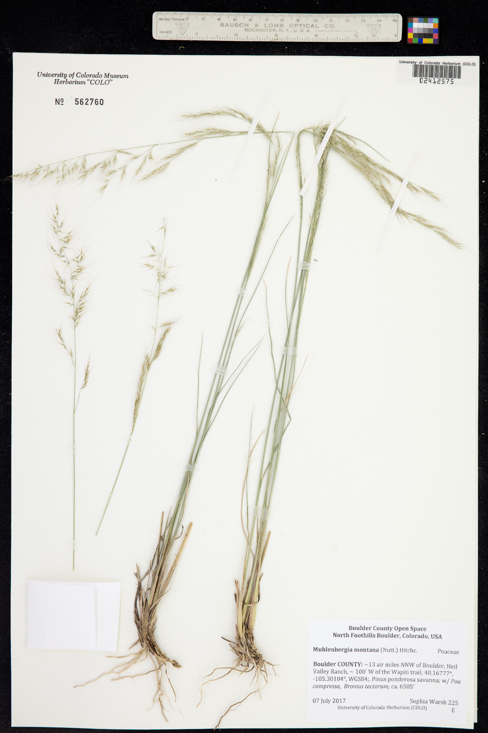 Muhlenbergia montana image