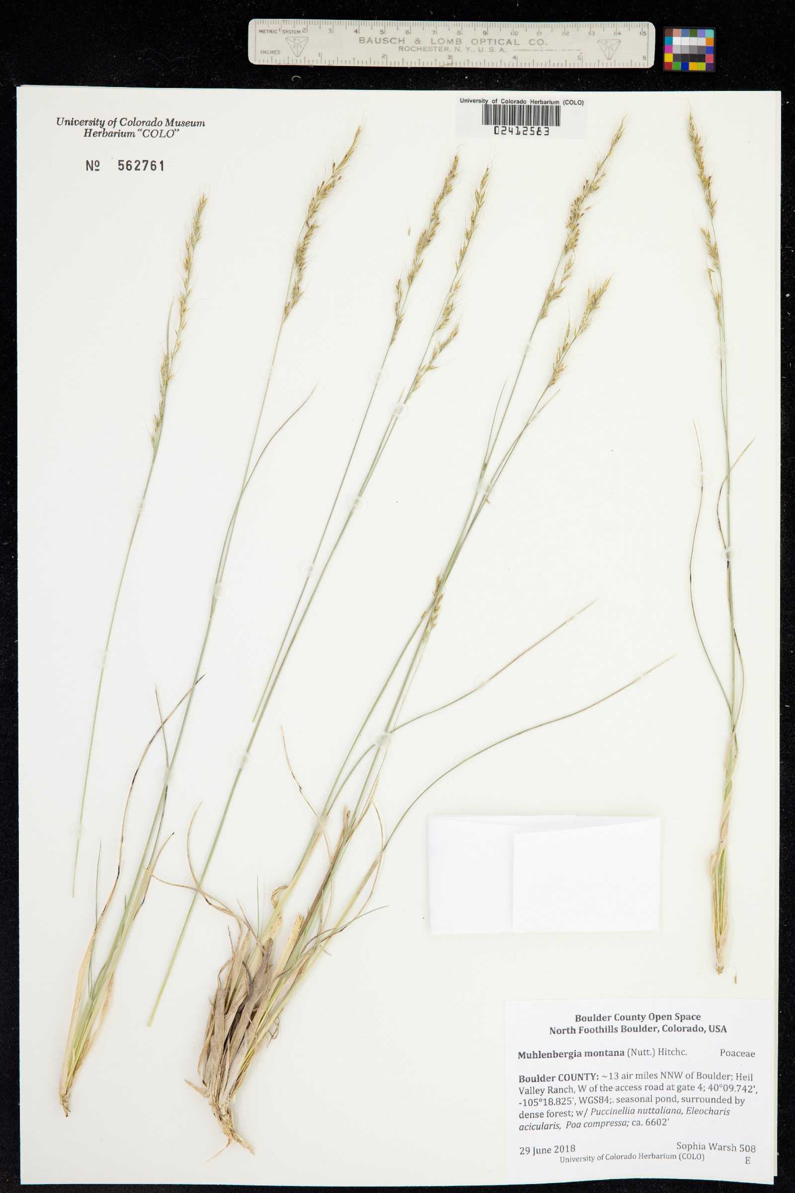 Muhlenbergia montana image