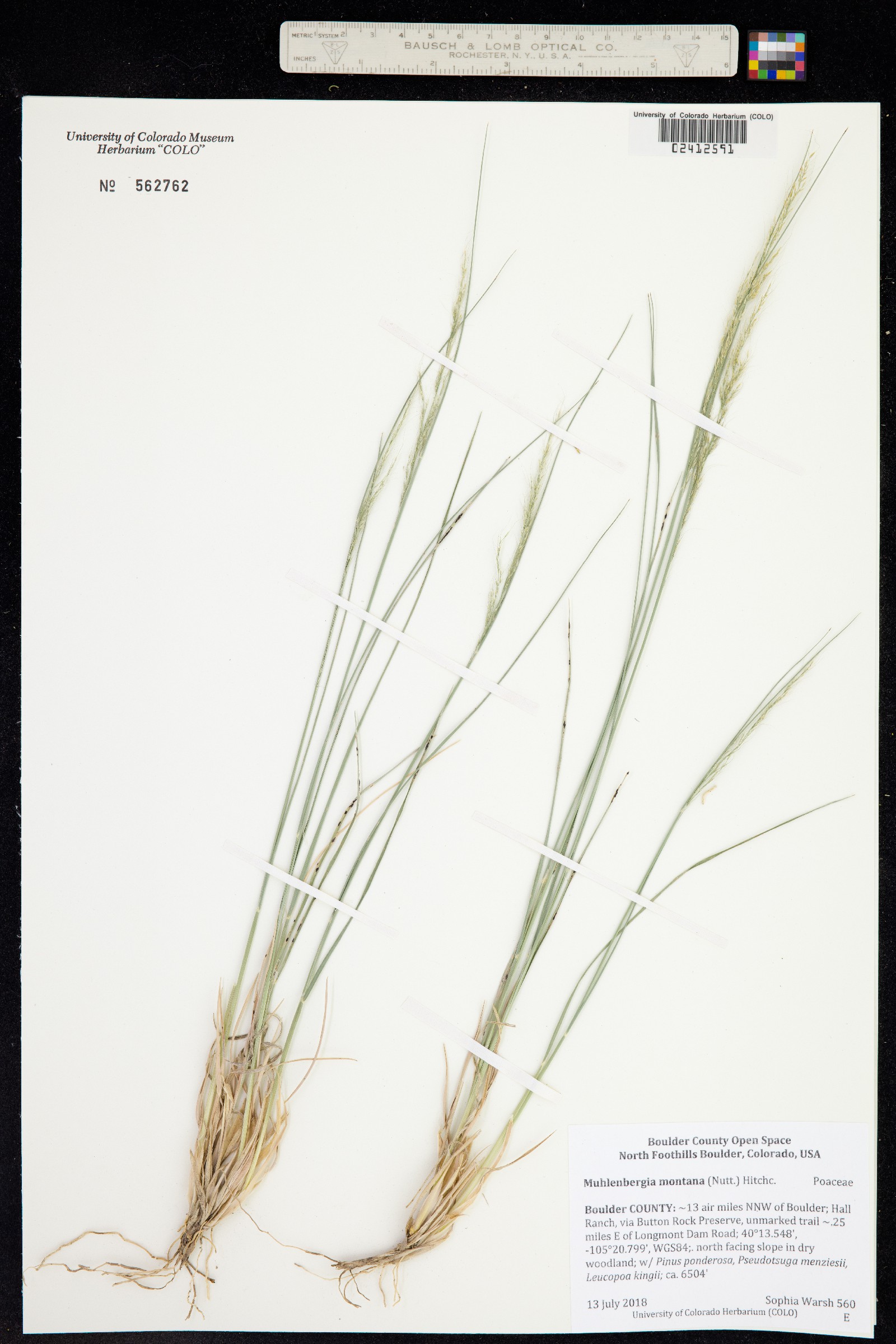 Muhlenbergia montana image