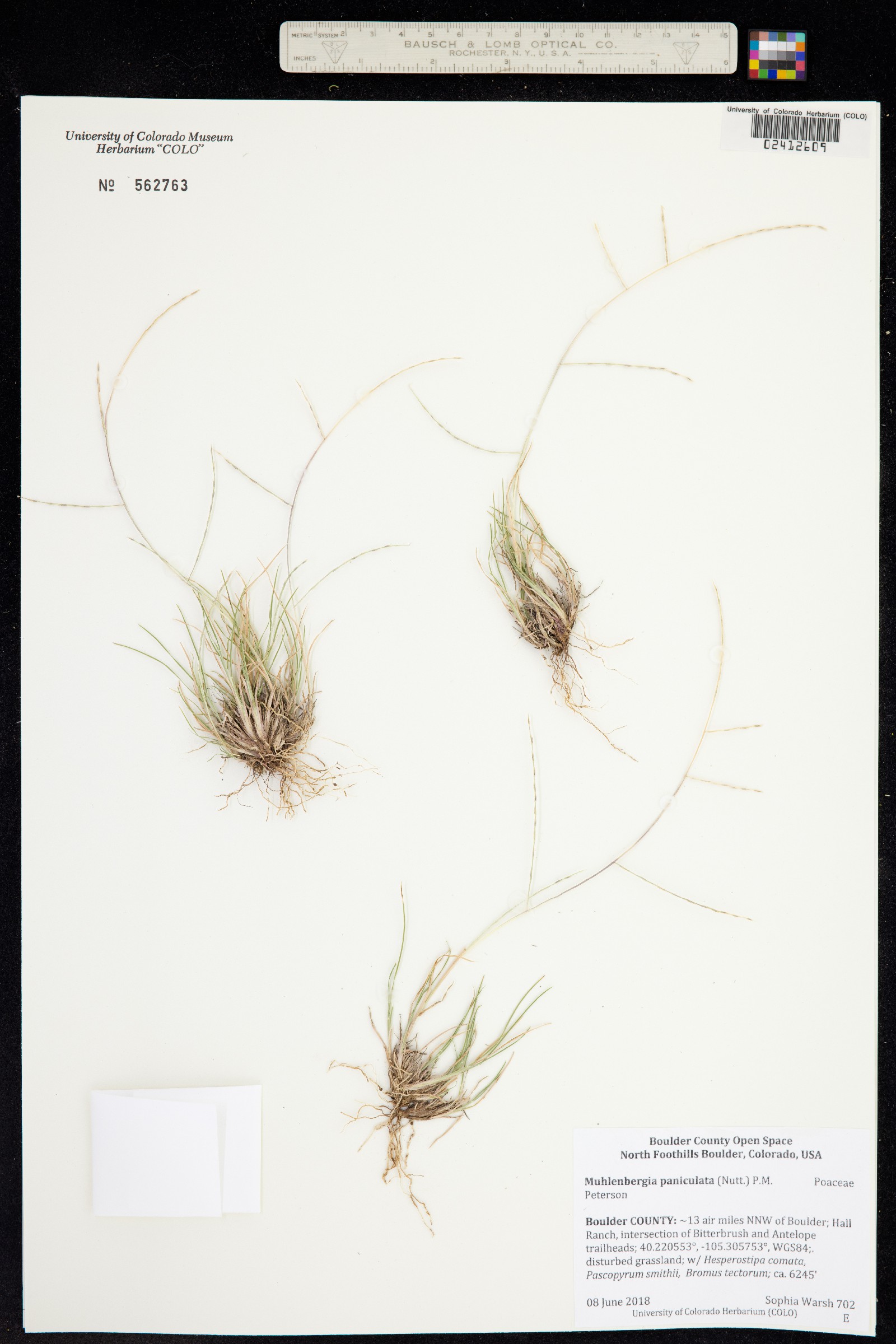 Muhlenbergia paniculata image