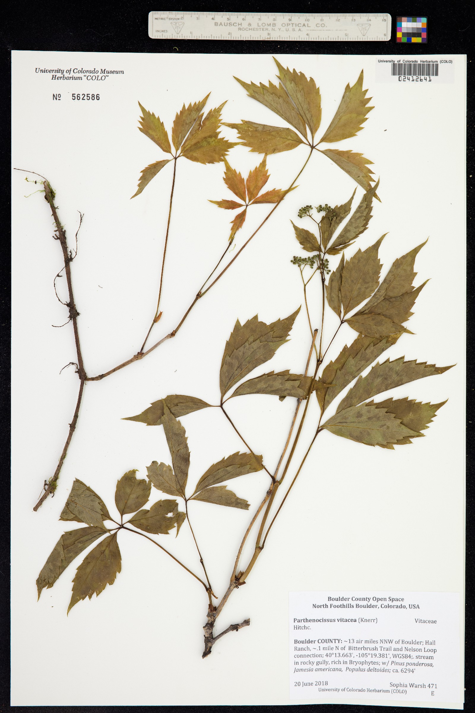 Parthenocissus vitacea image