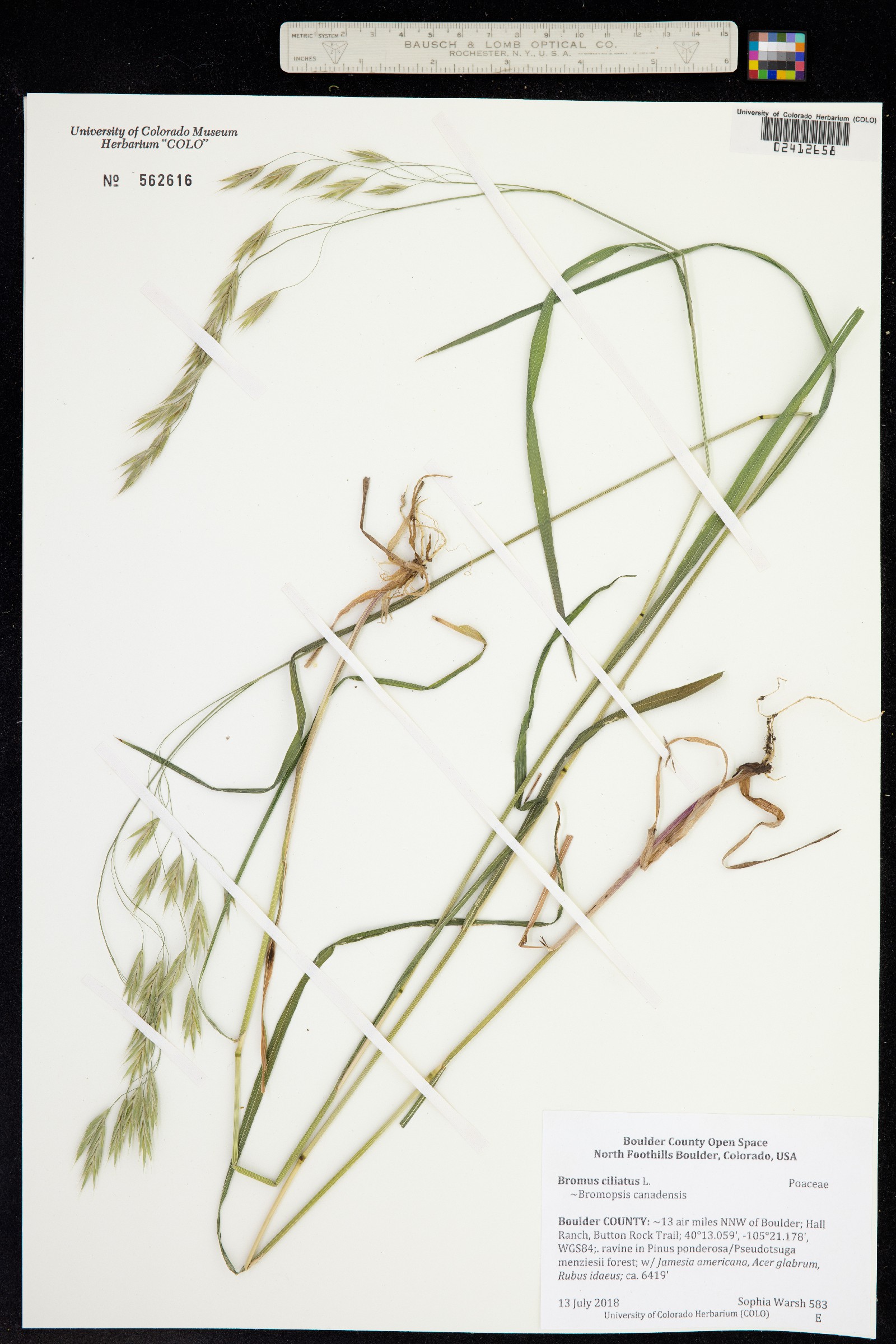 Bromus ciliatus image