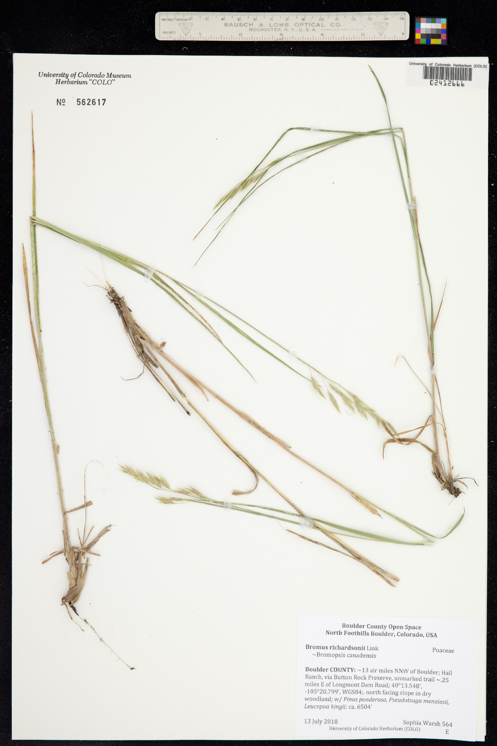 Bromus richardsonii image