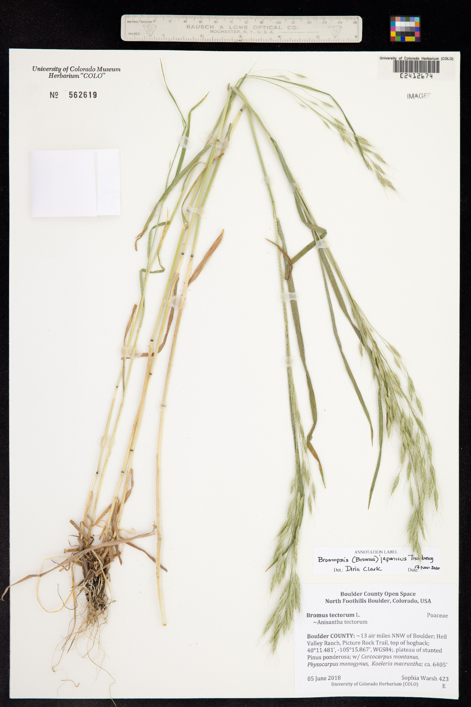 Bromus japonicus image