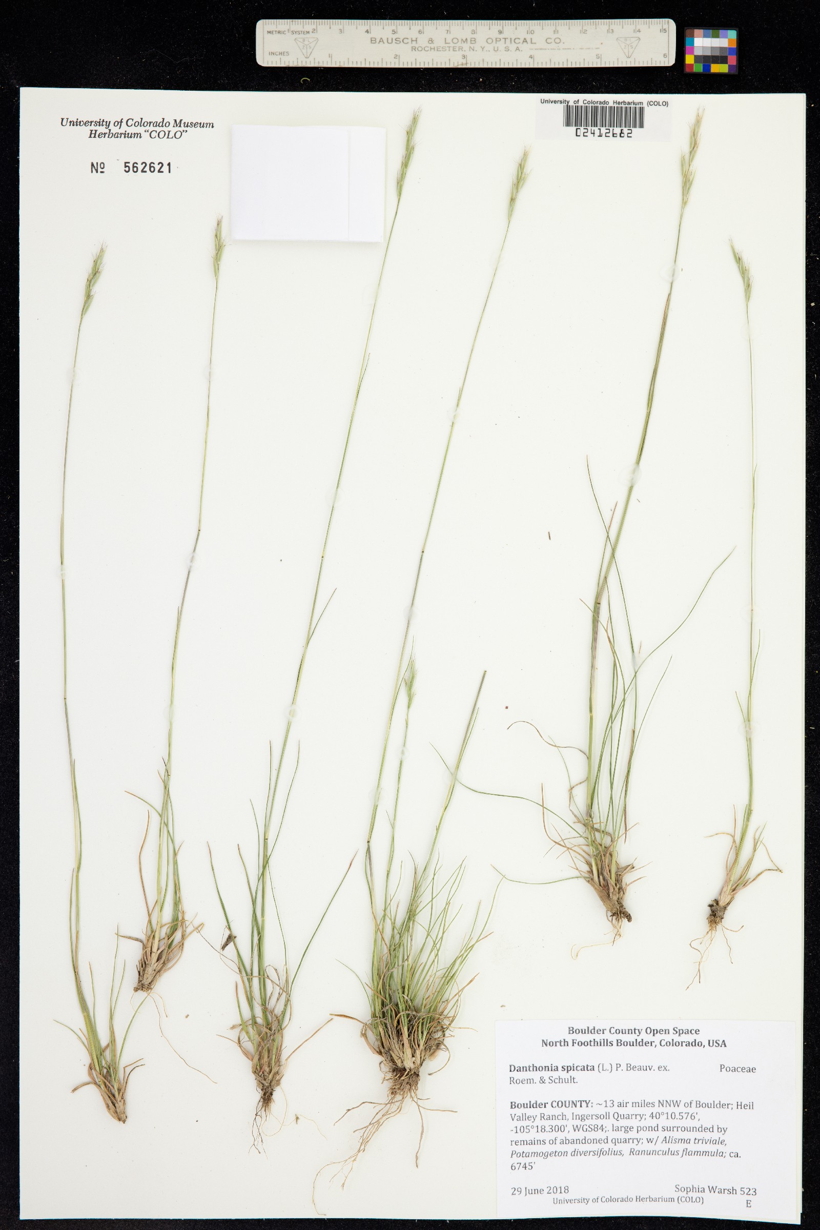 Danthonia spicata image