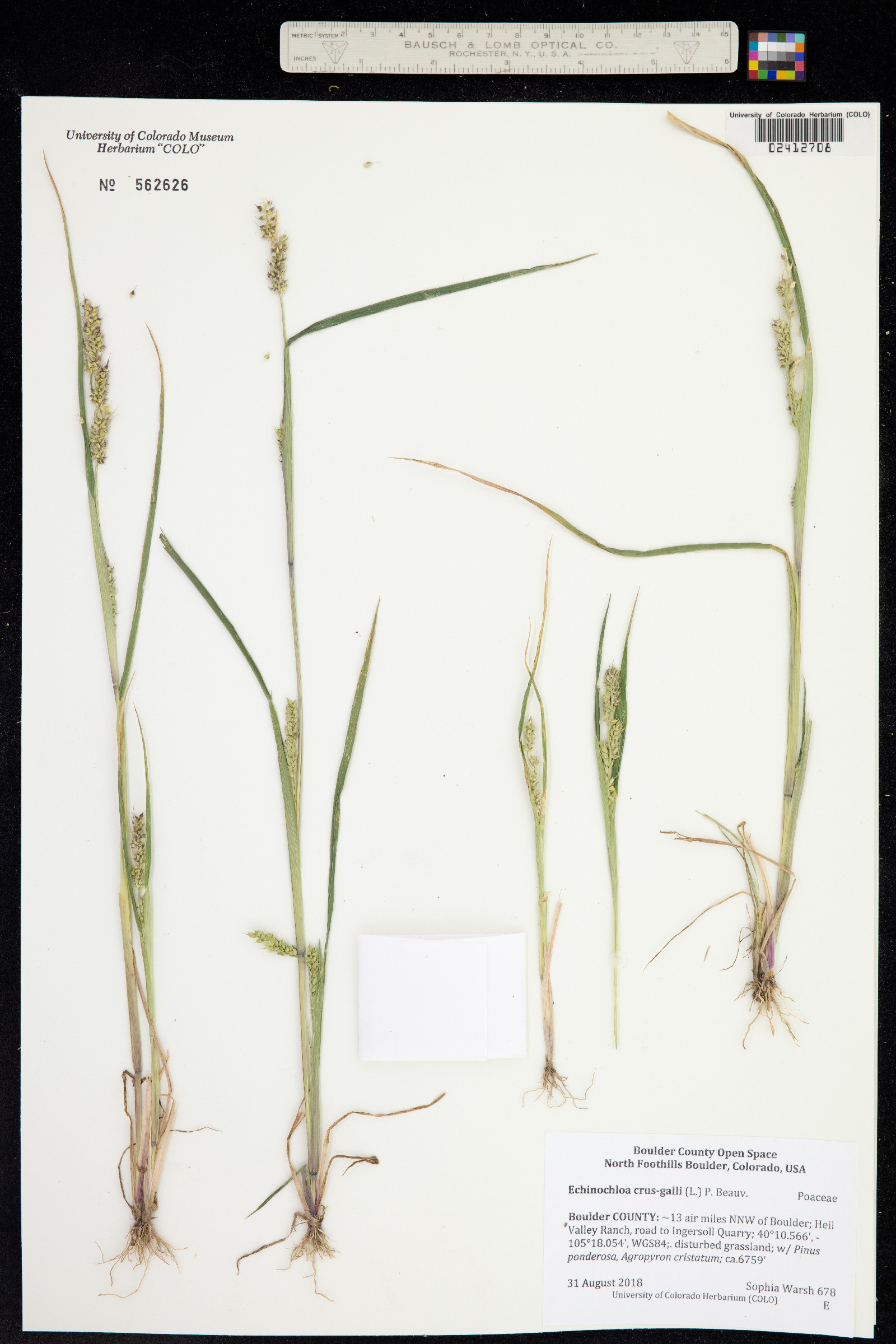 Echinochloa crus-galli image