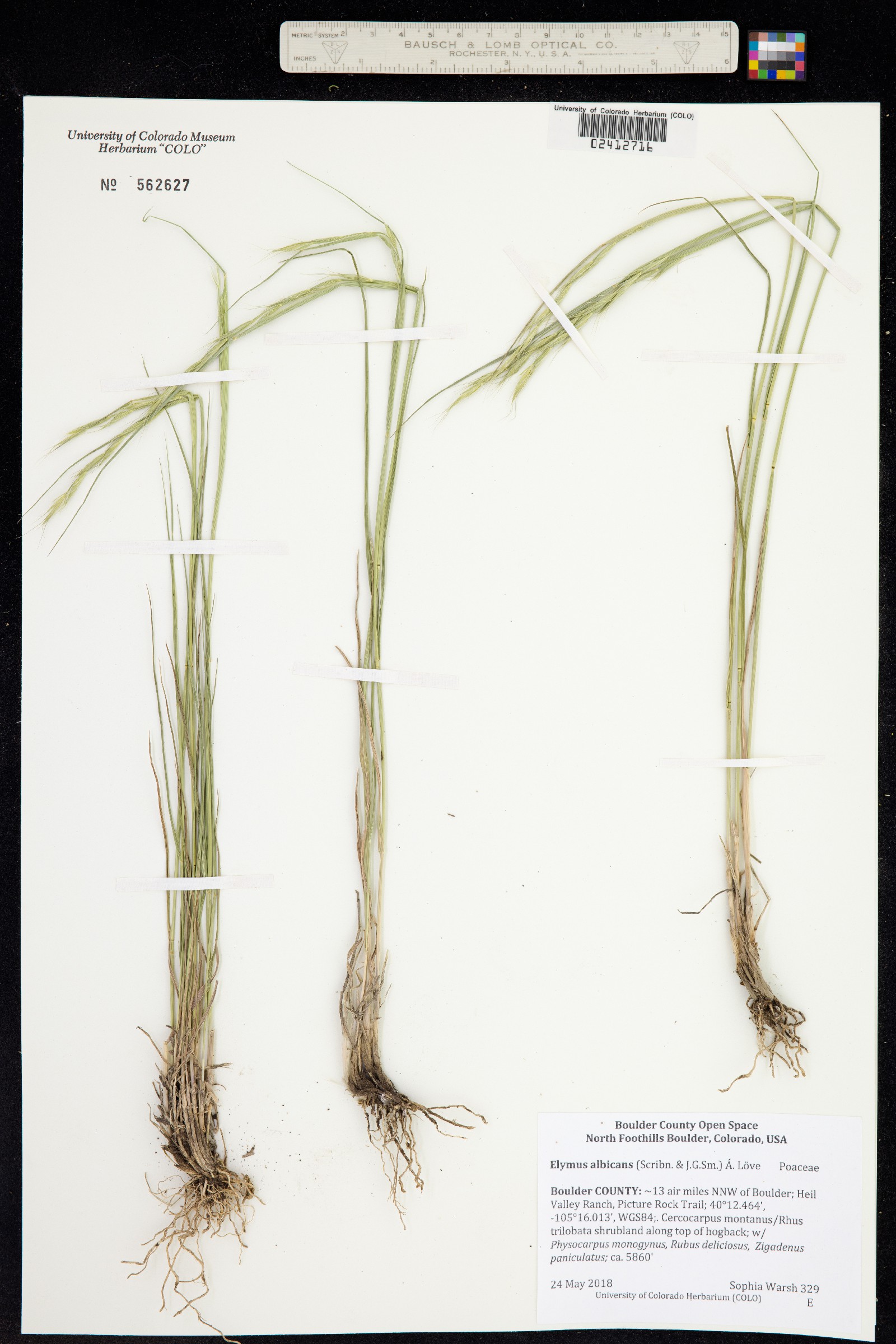 Elymus albicans image