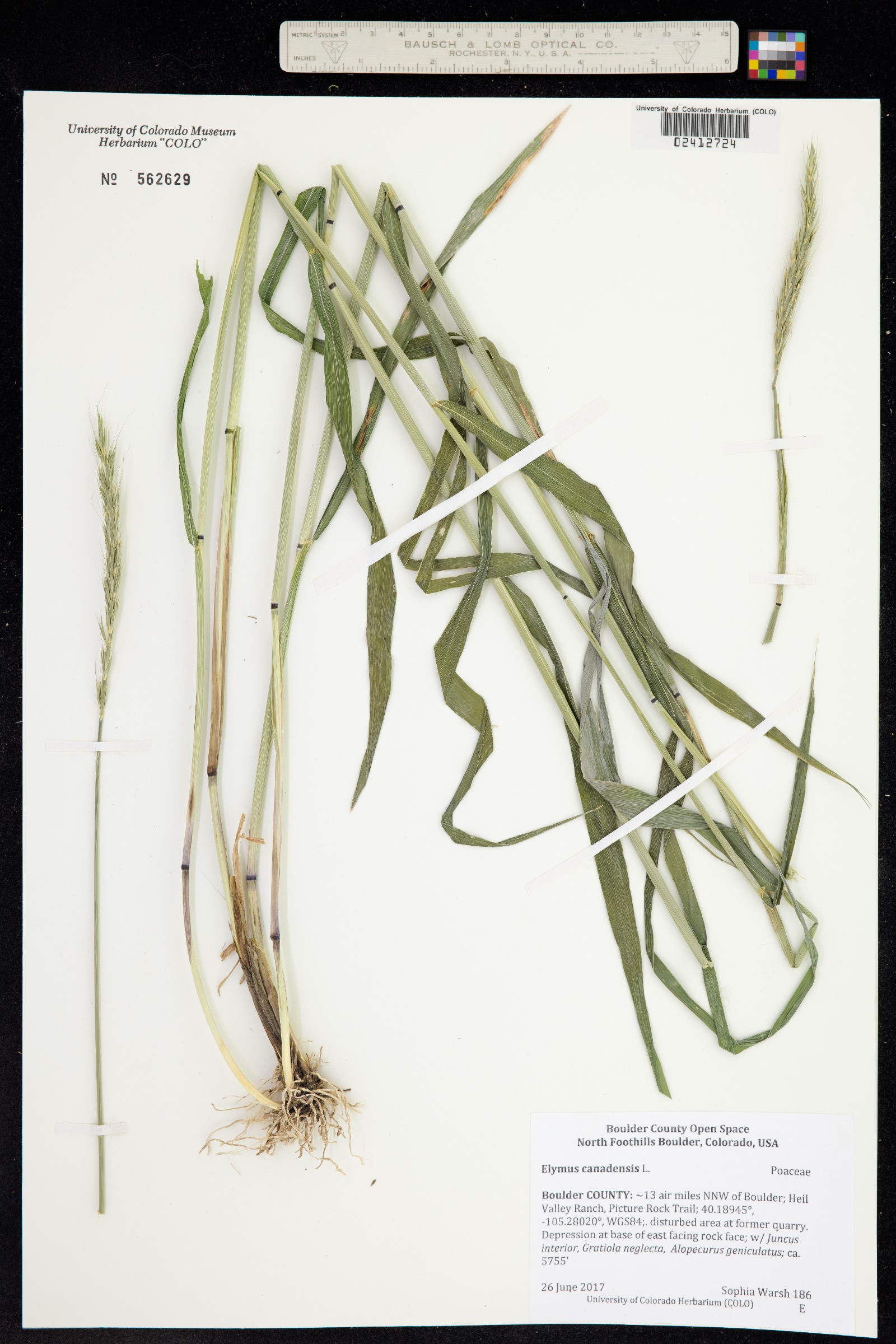 Elymus canadensis image