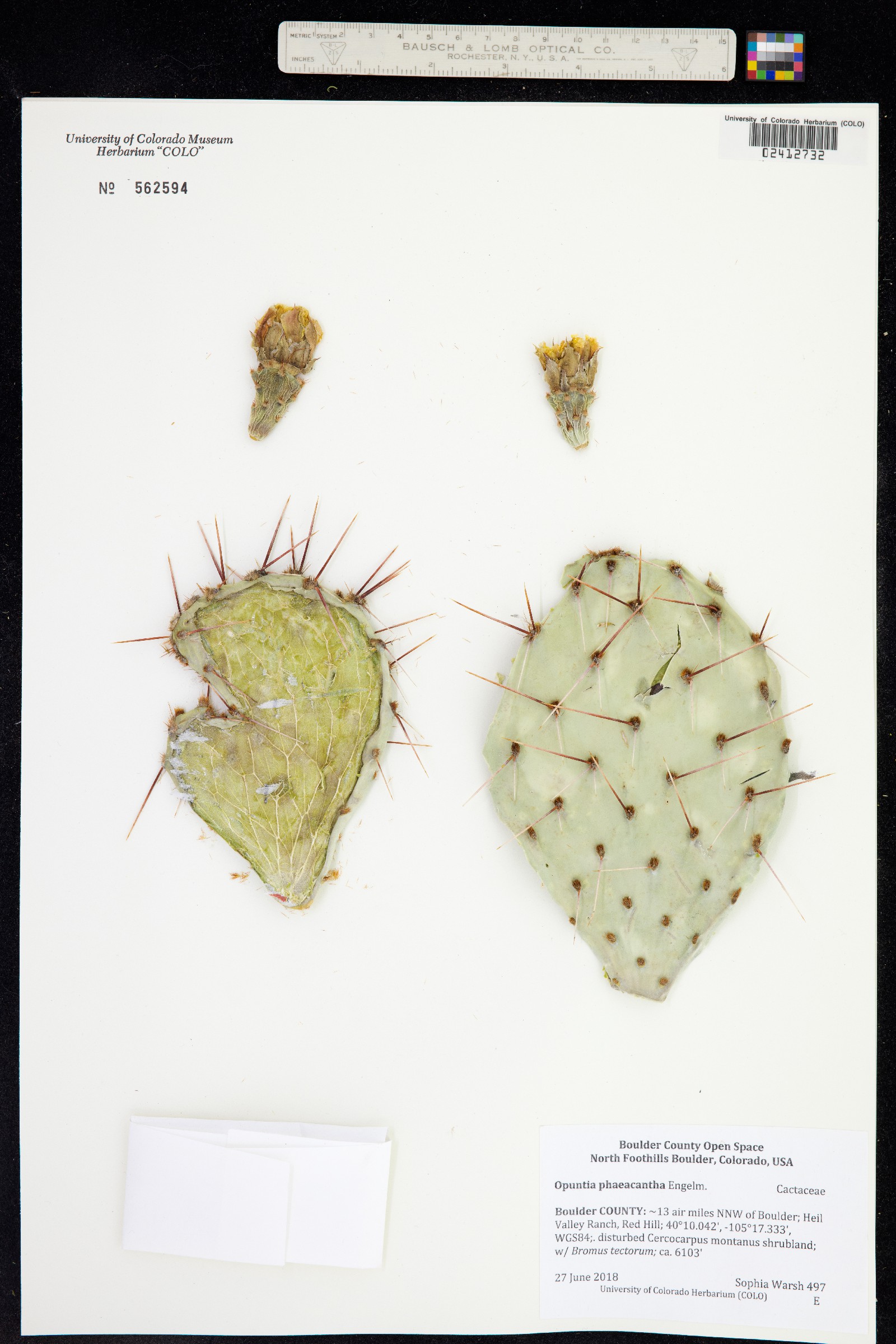 Opuntia phaeacantha image