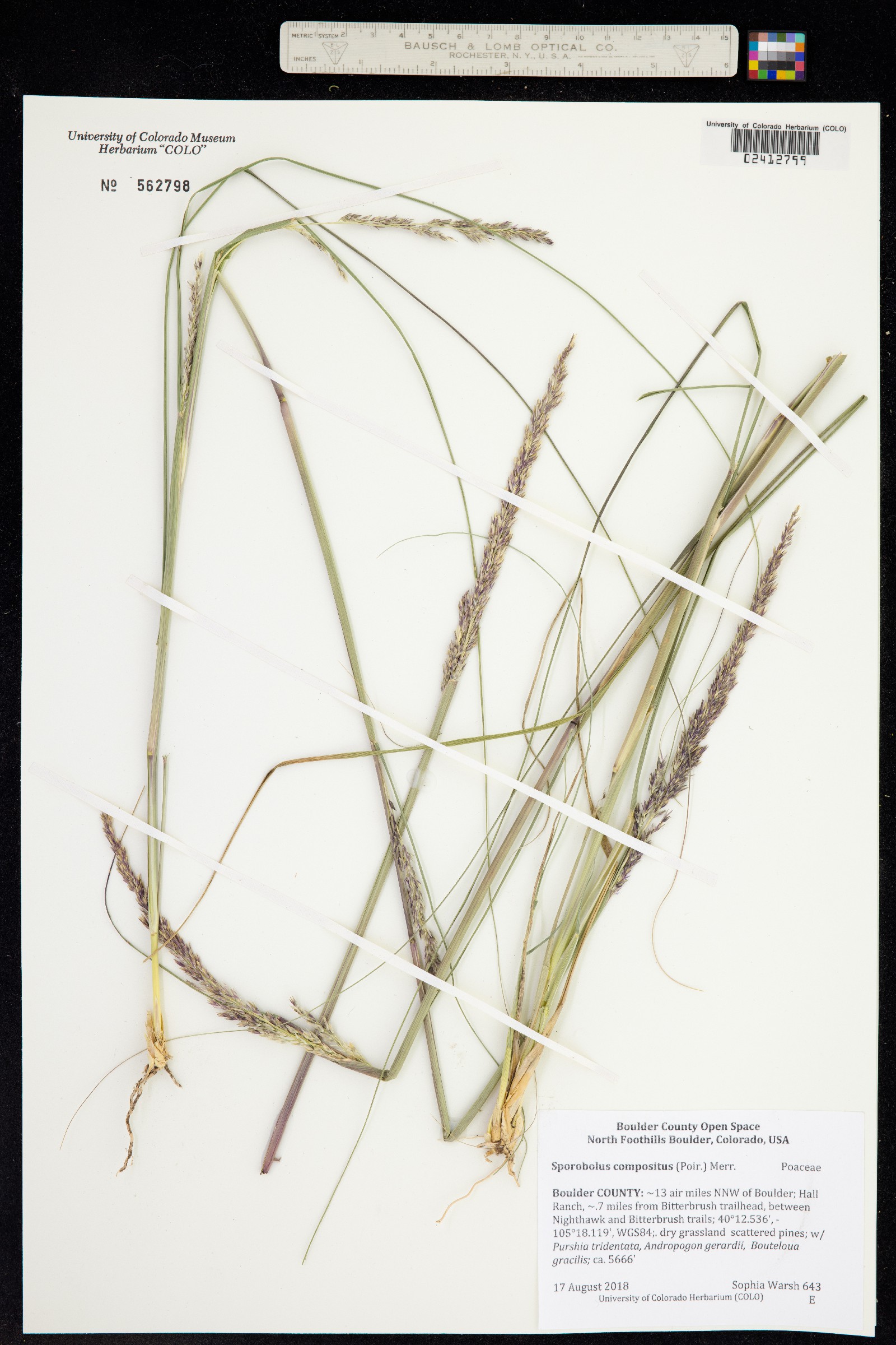 Sporobolus image