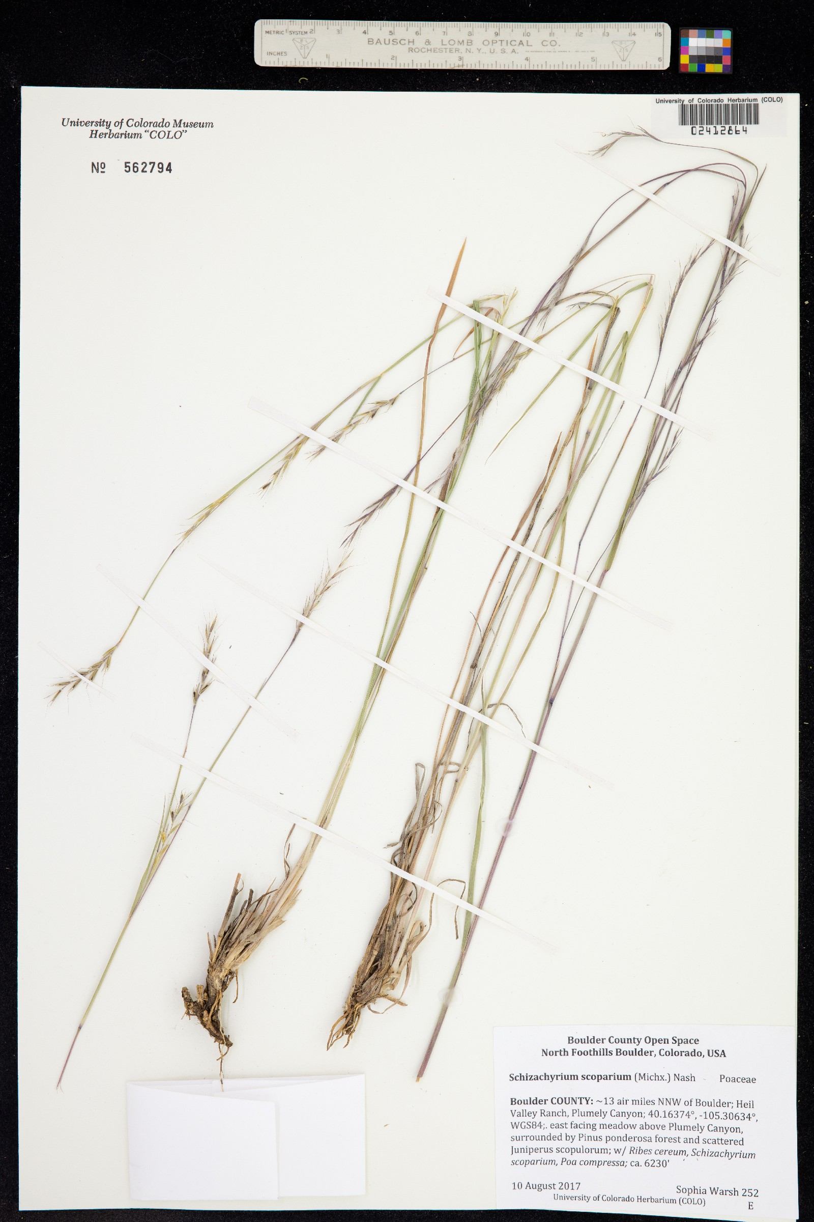 Schizachyrium scoparium image