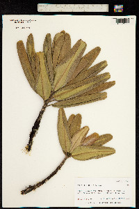 Pelea clusiifolia image
