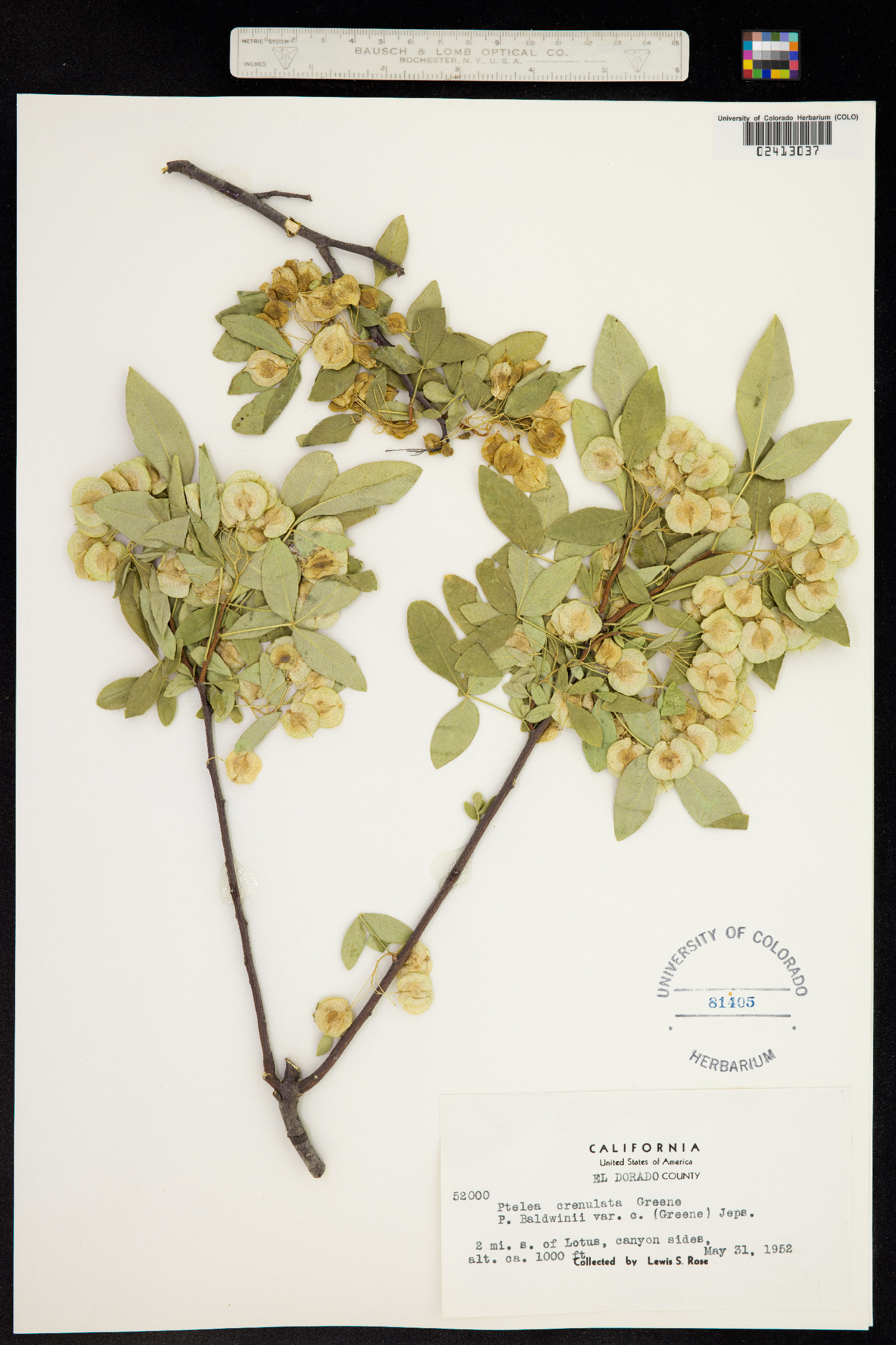 Ptelea crenulata image