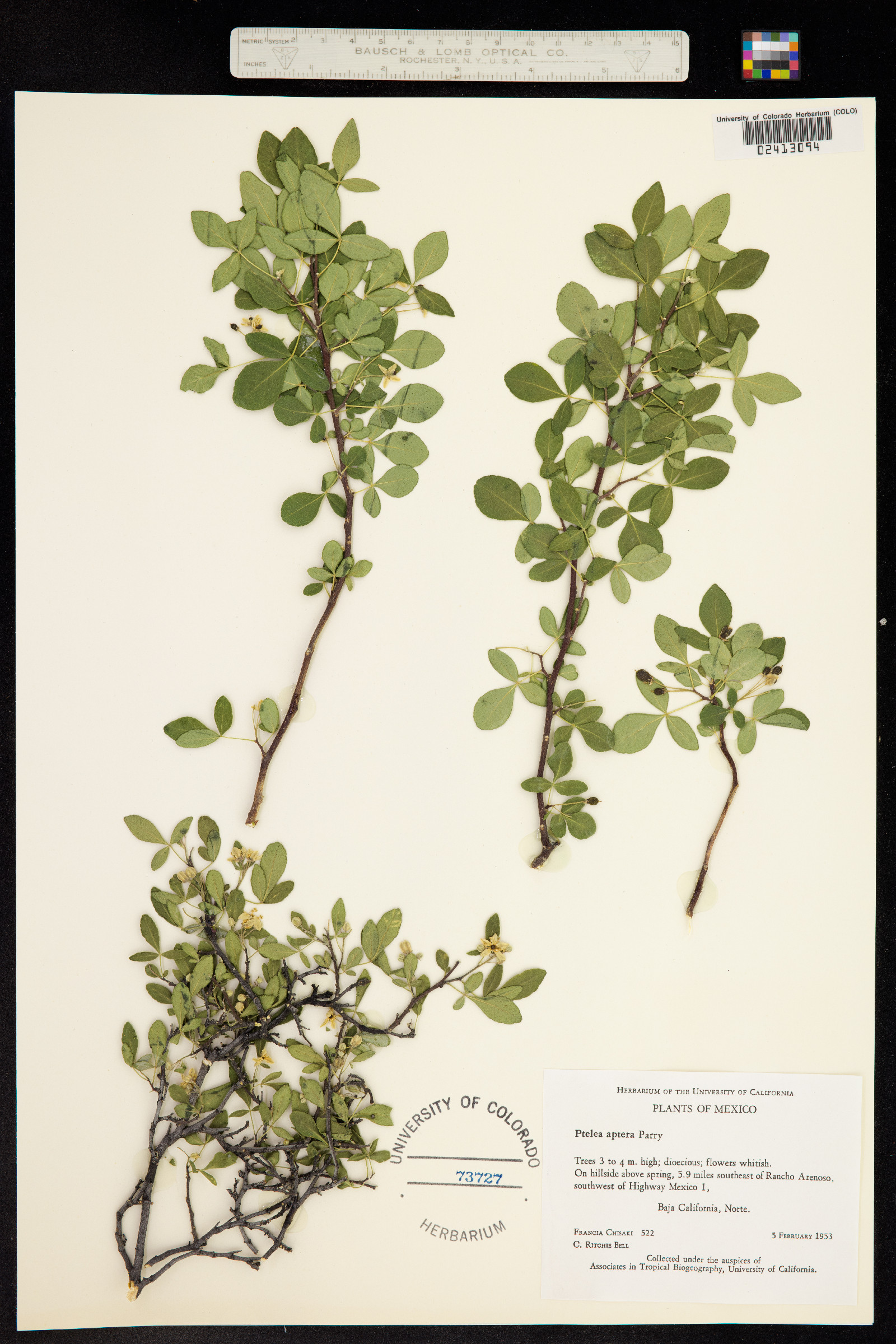 Ptelea image