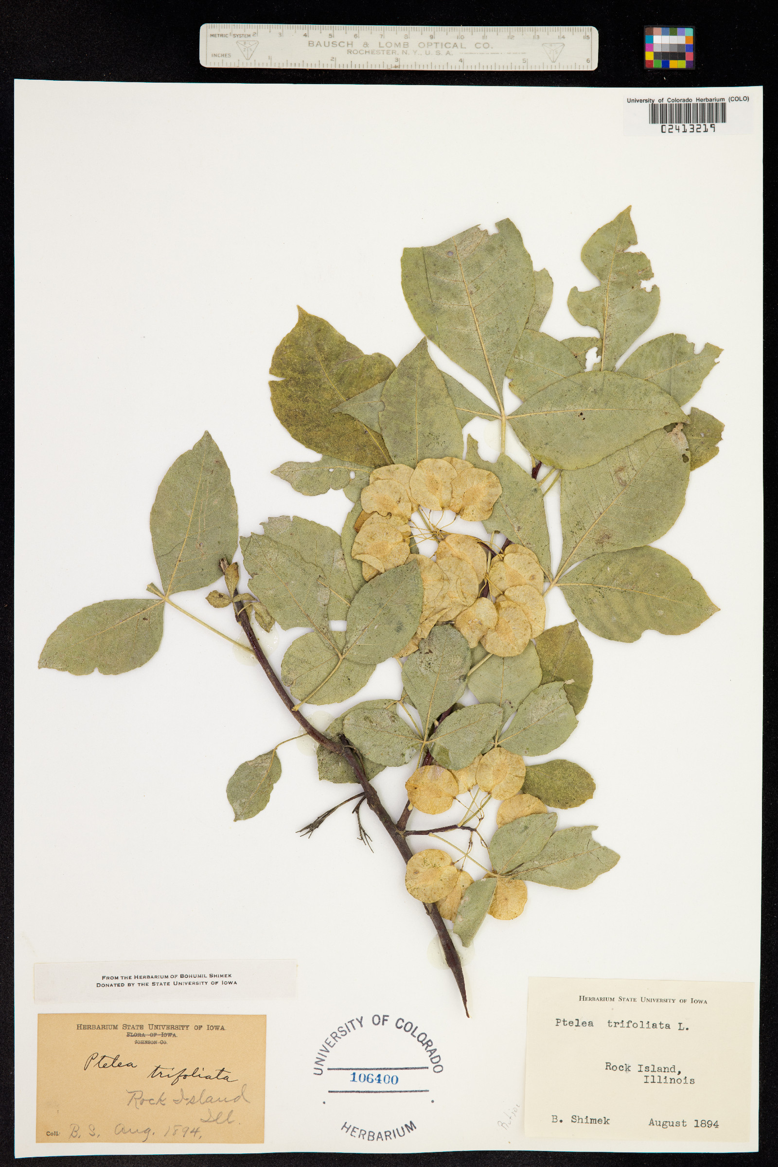 Ptelea trifoliata image