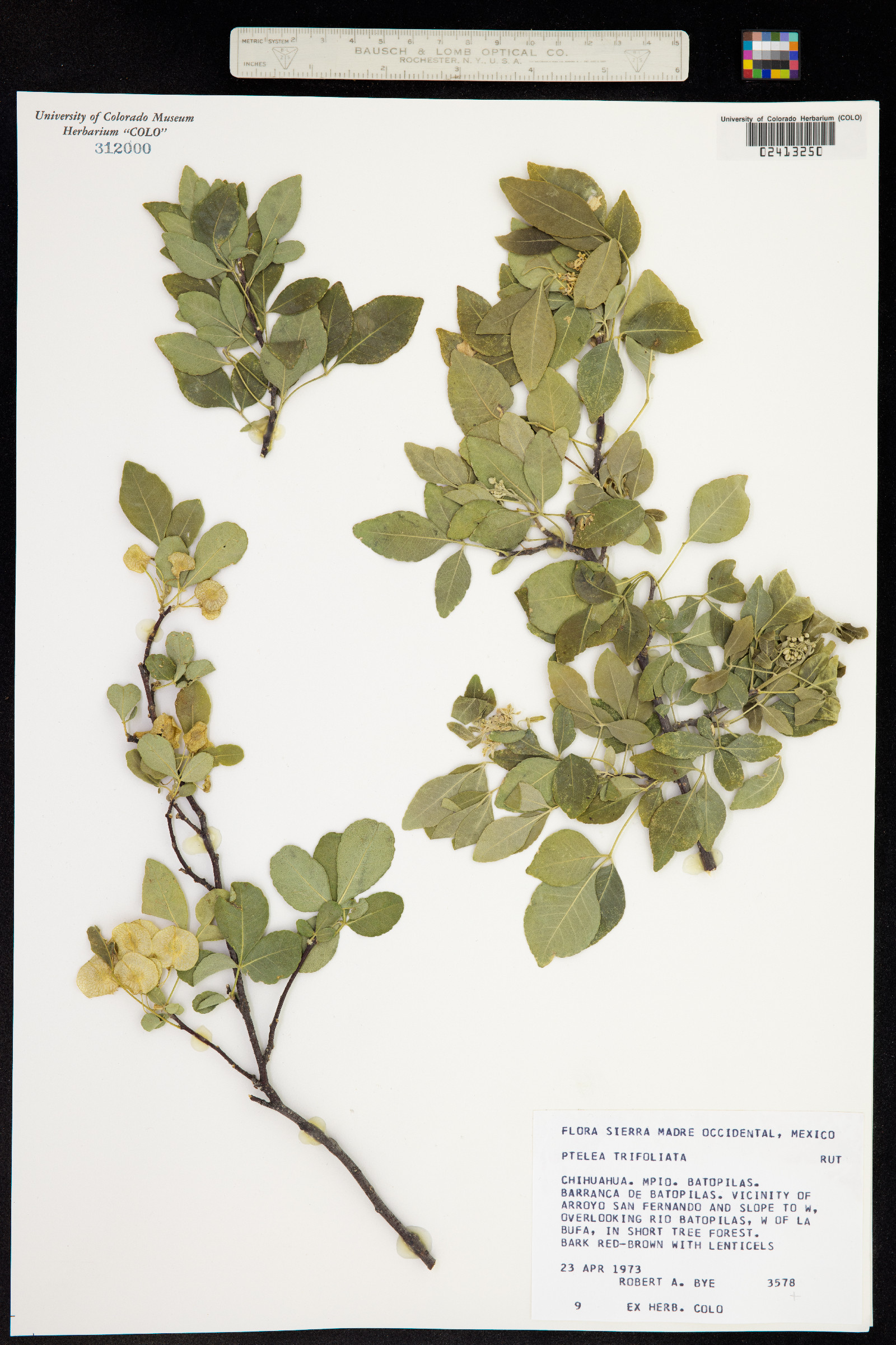 Ptelea trifoliata image