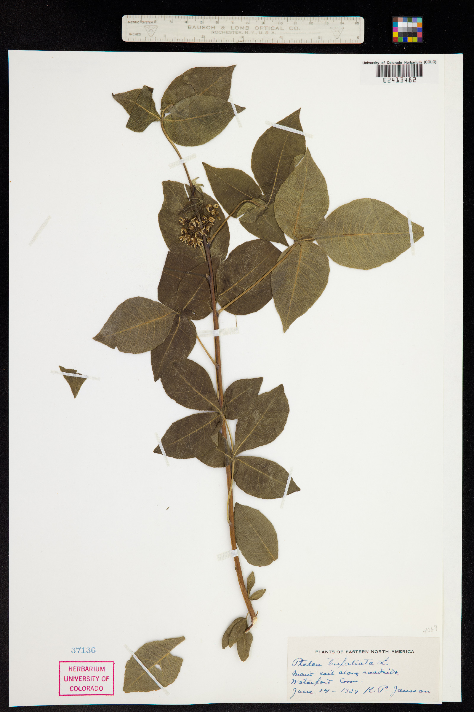 Ptelea trifoliata image
