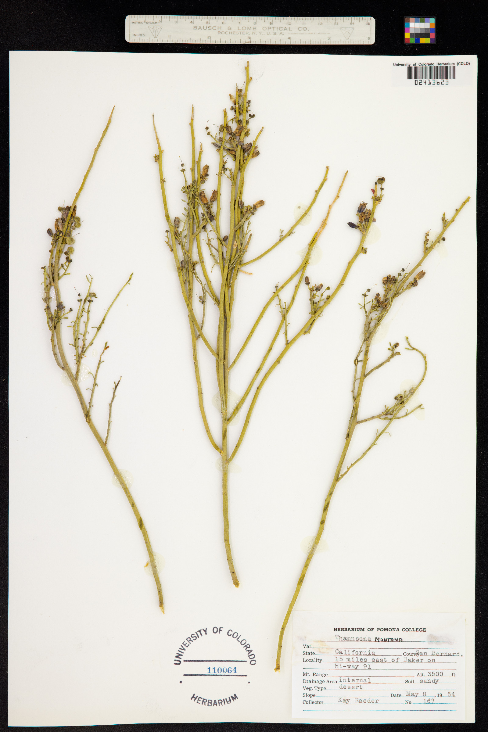 Thamnosma montana image