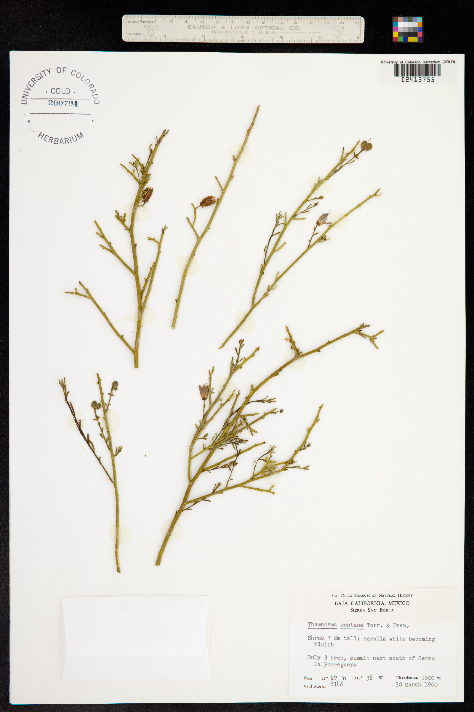 Thamnosma image