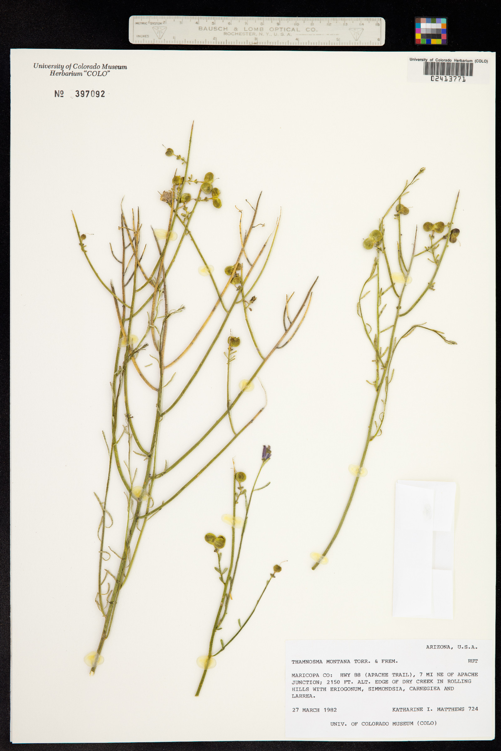 Thamnosma montana image