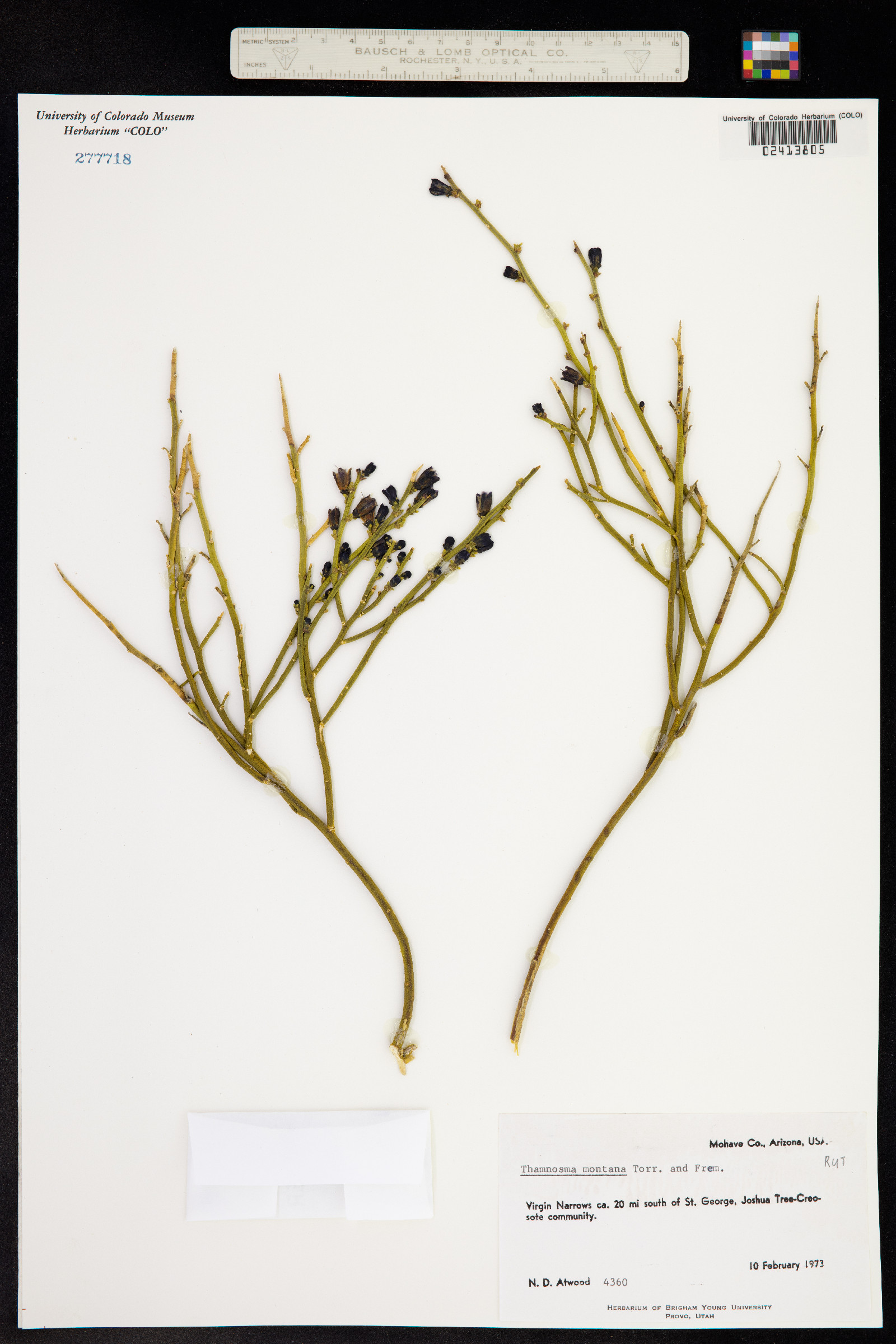 Thamnosma montana image