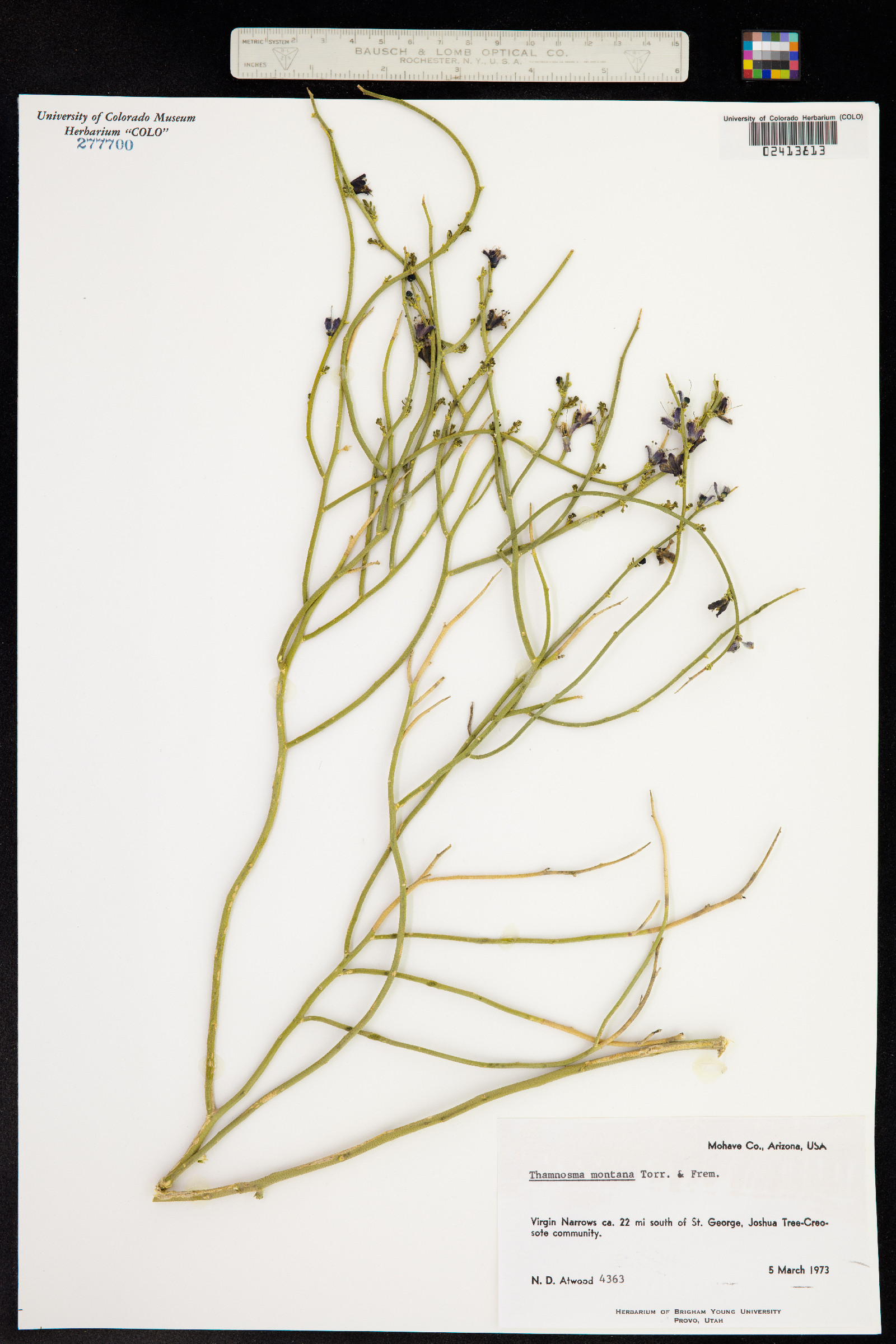 Thamnosma montana image