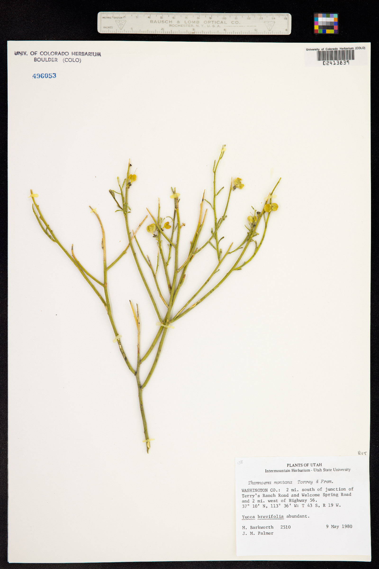 Thamnosma image