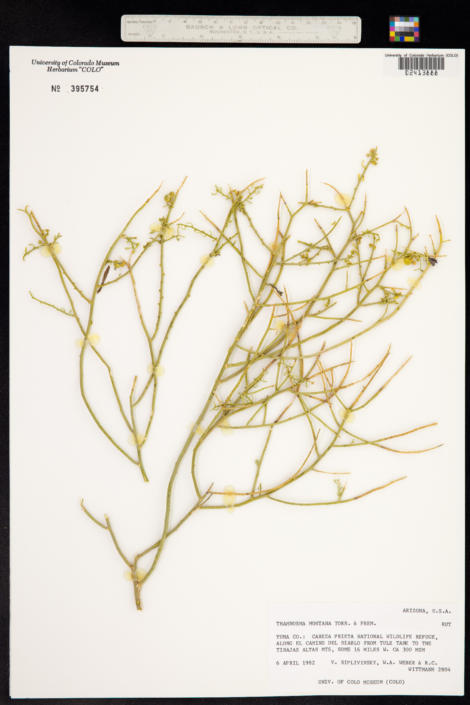 Thamnosma montana image