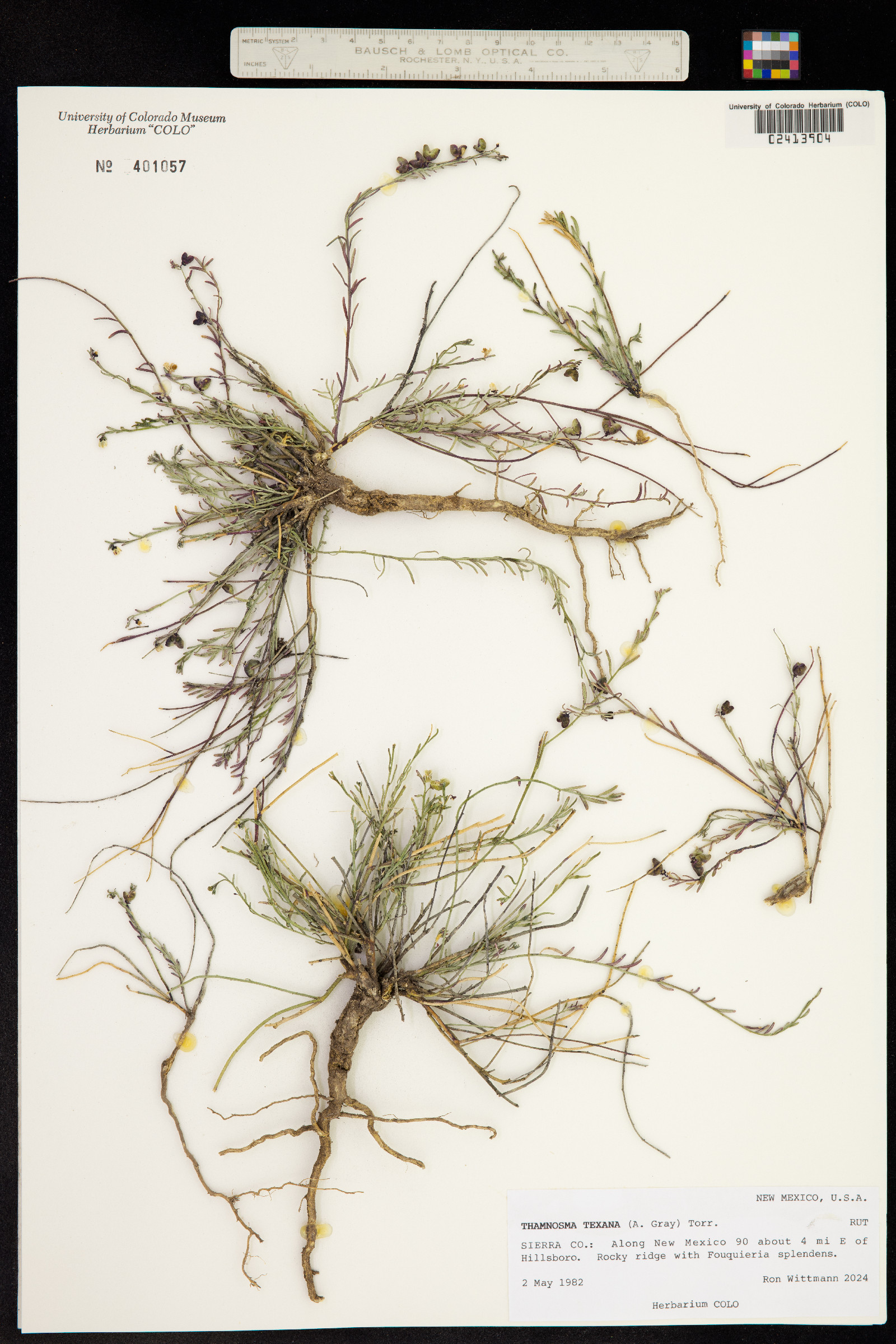 Thamnosma texana image