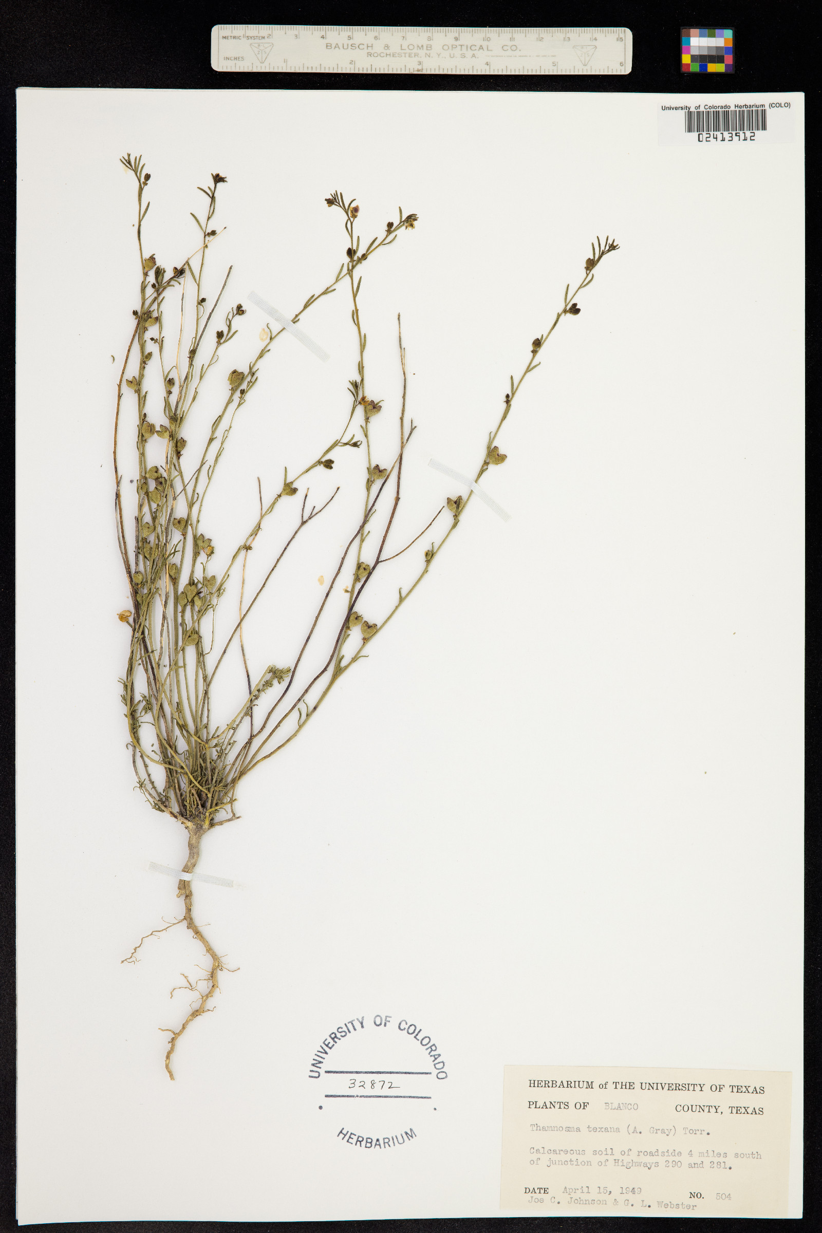 Thamnosma texana image