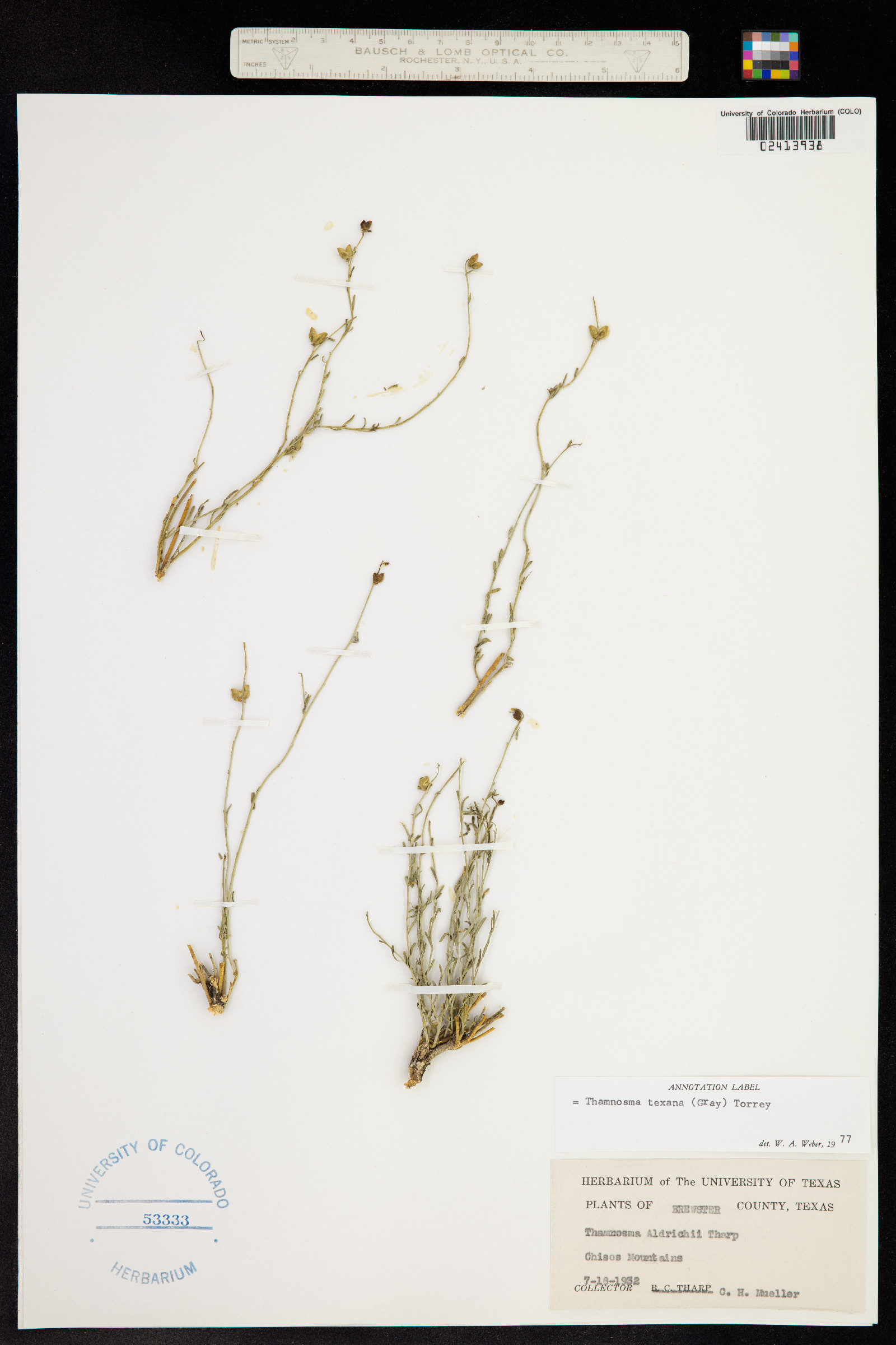 Thamnosma texana image