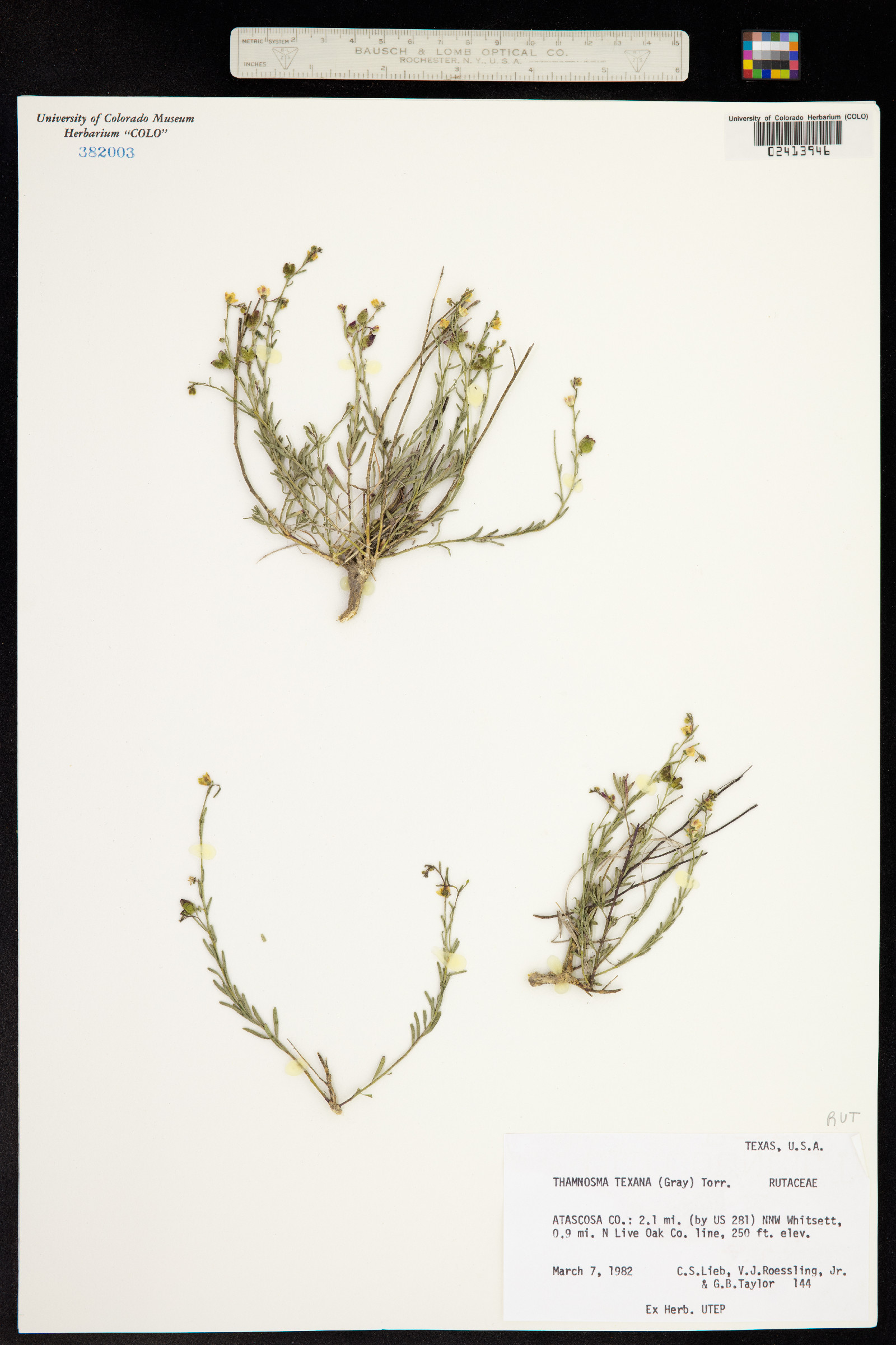 Thamnosma texana image