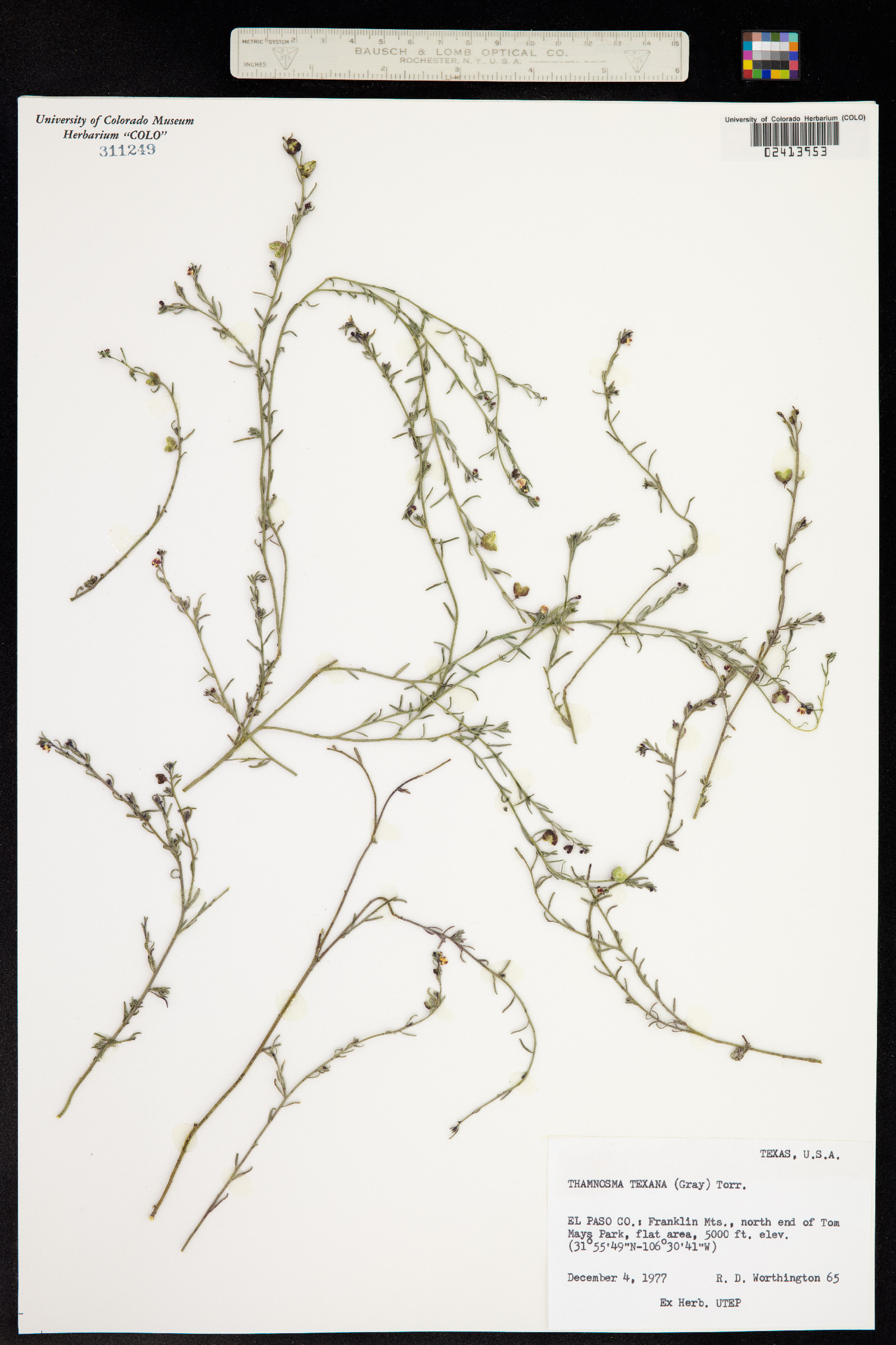 Thamnosma texana image
