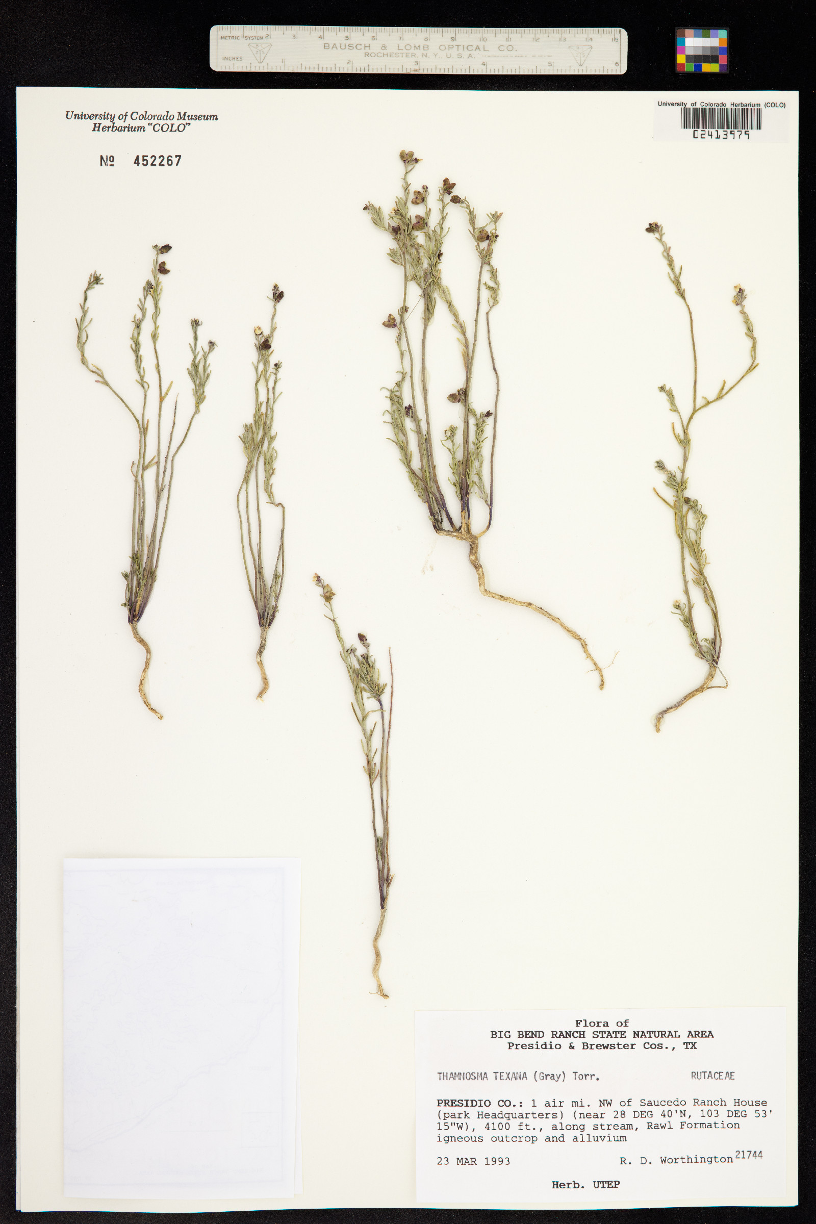 Thamnosma texana image