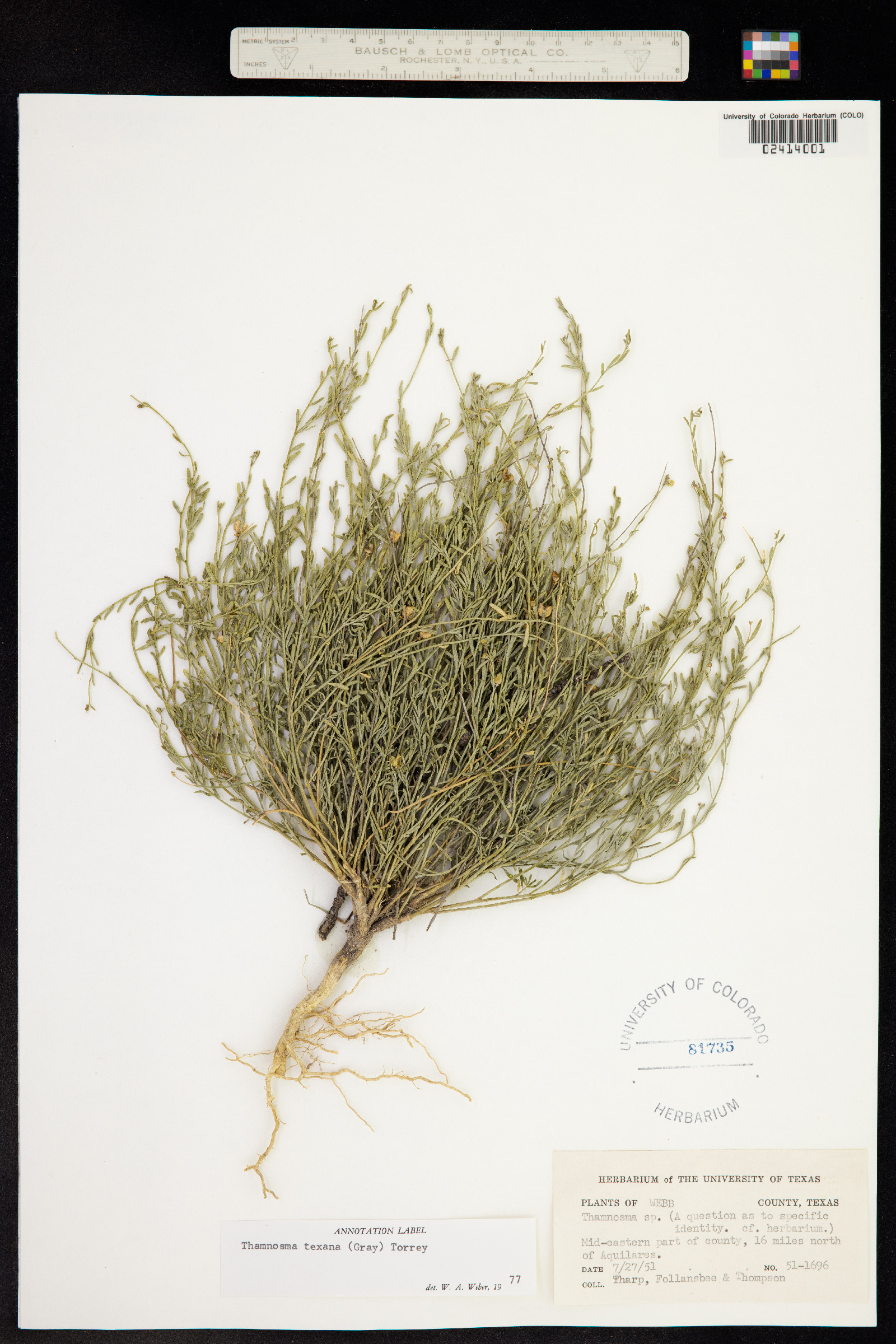 Thamnosma texana image