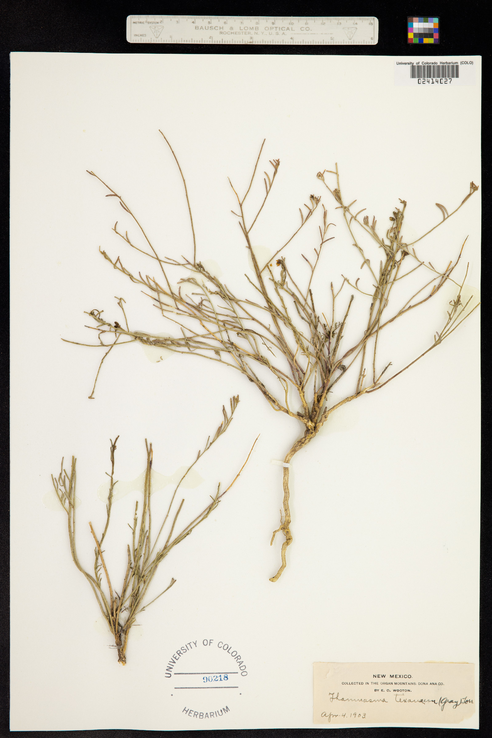 Thamnosma texana image