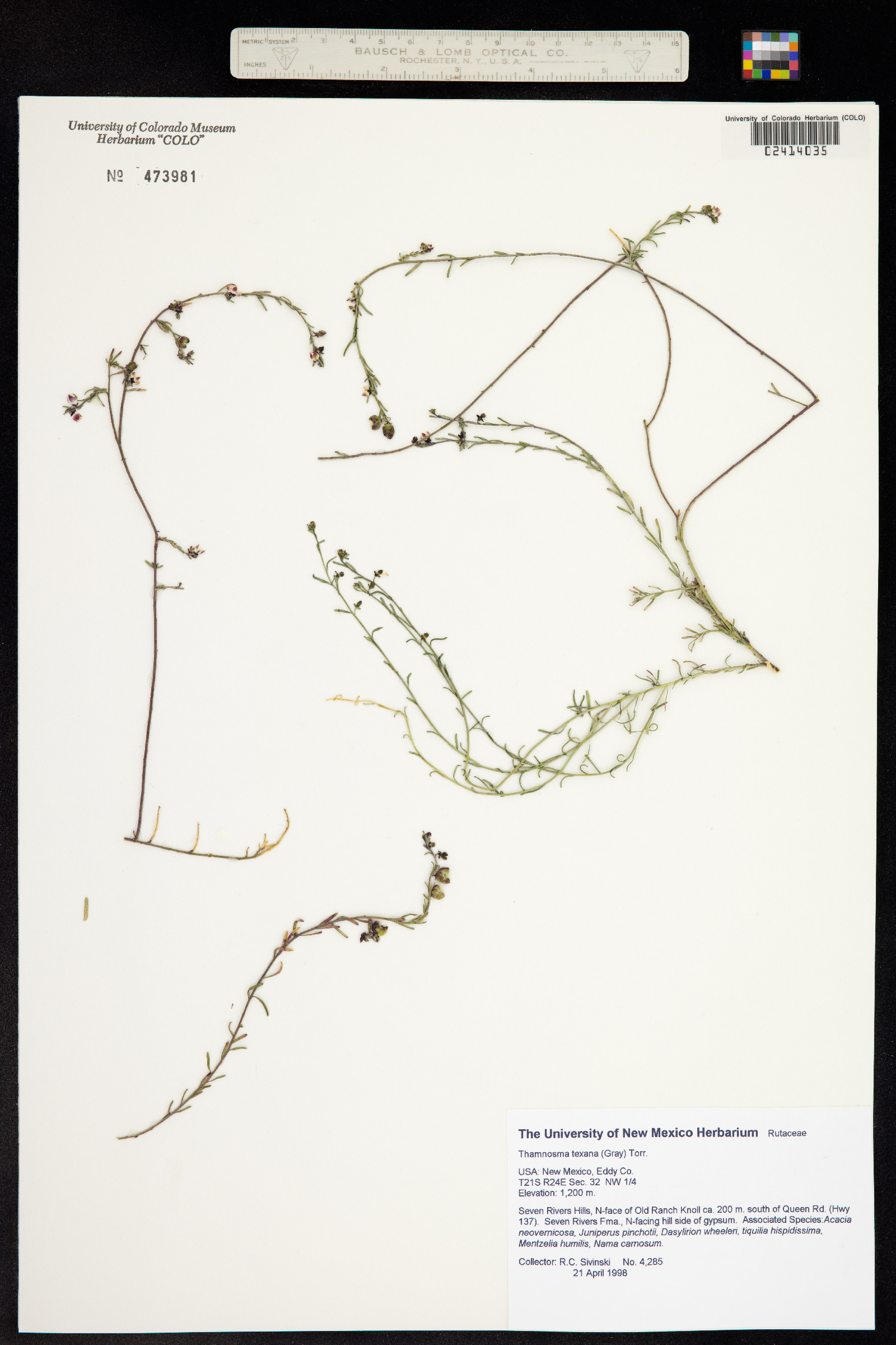 Thamnosma texana image