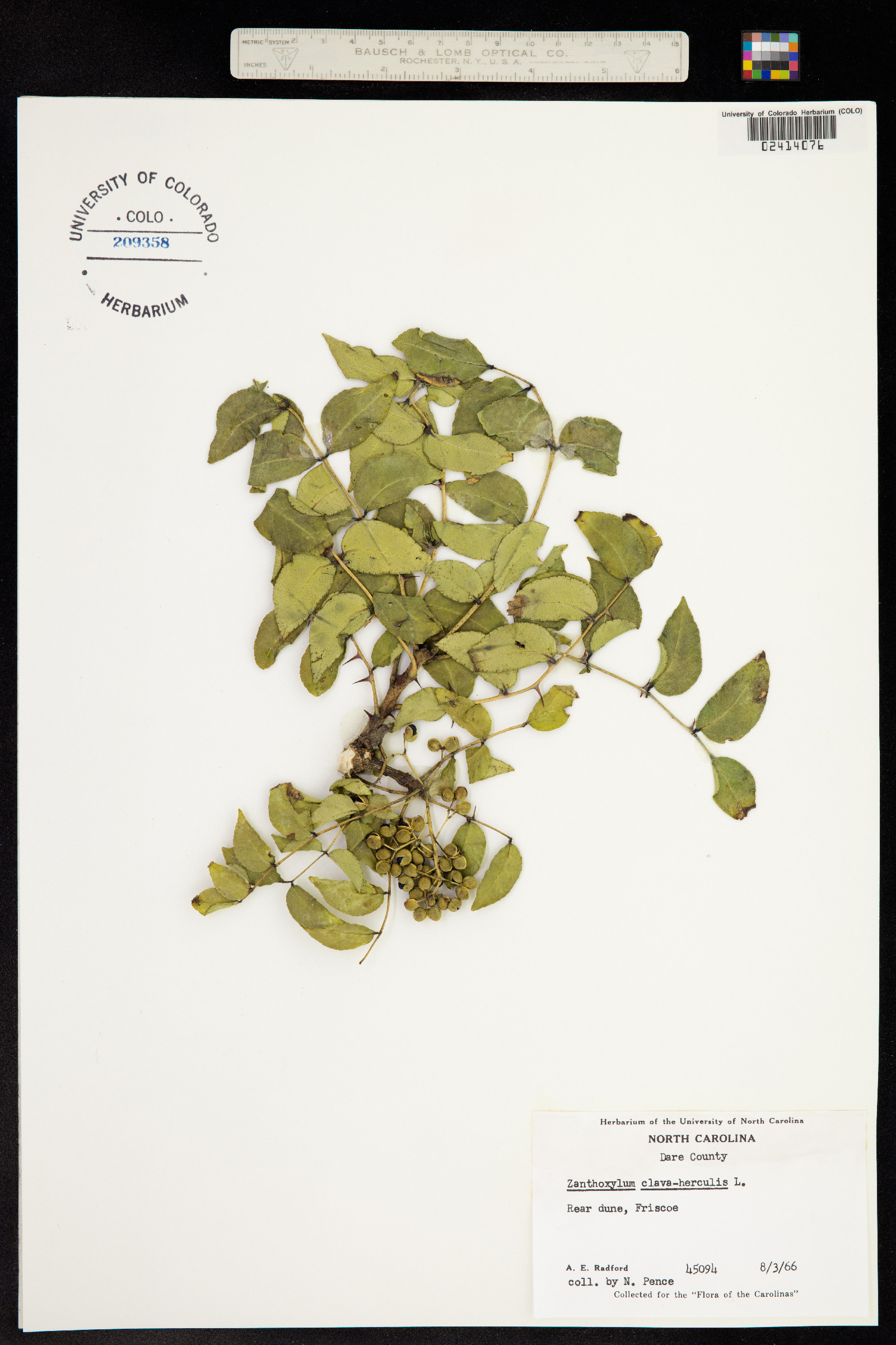 Zanthoxylum clava-herculis image