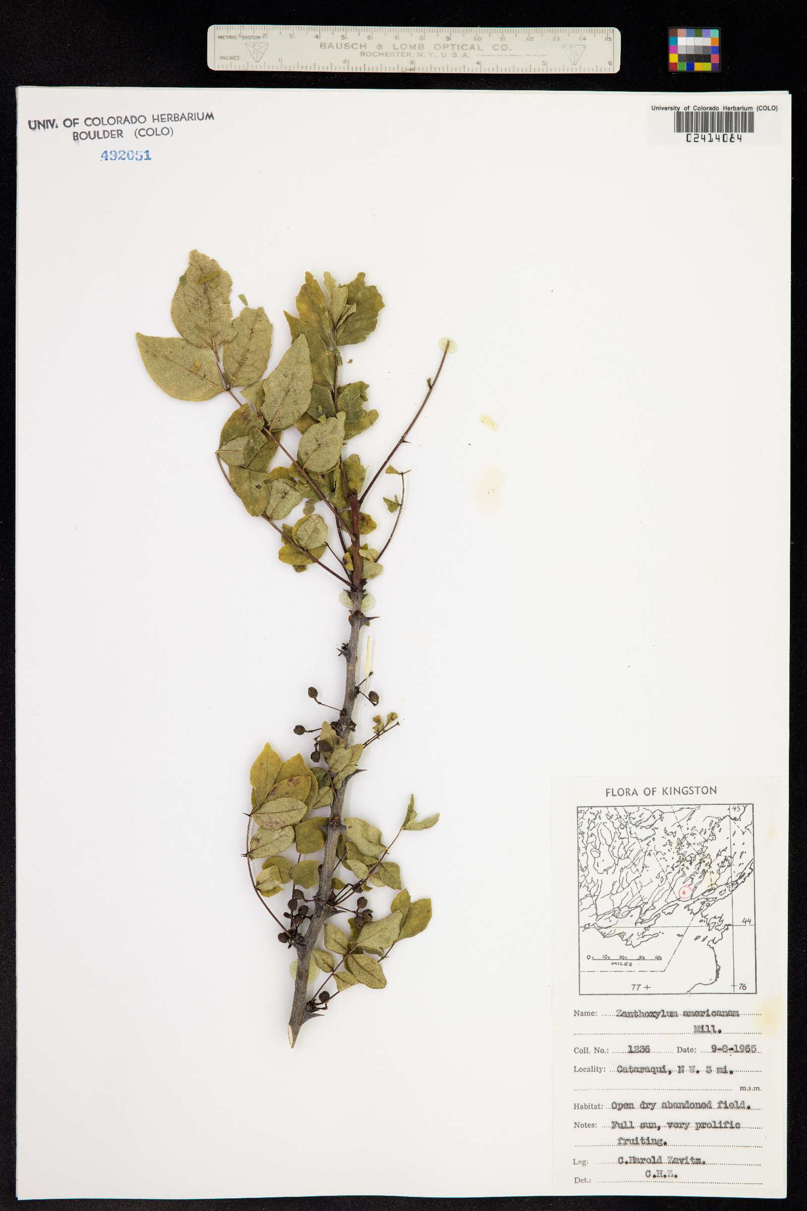 Zanthoxylum americanum image
