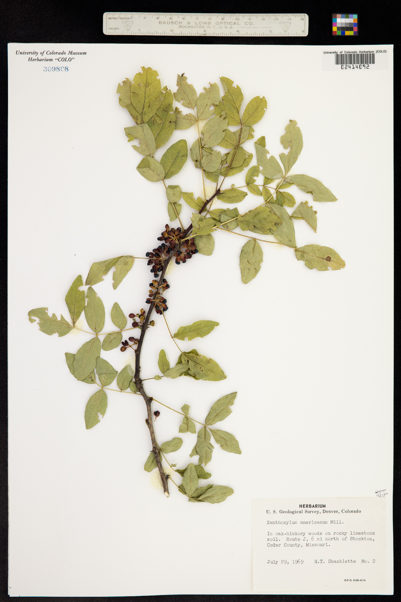 Zanthoxylum image