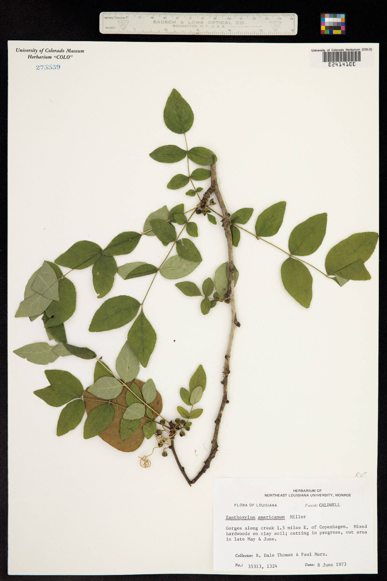 Zanthoxylum americanum image