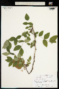 Image of Zanthoxylum americanum