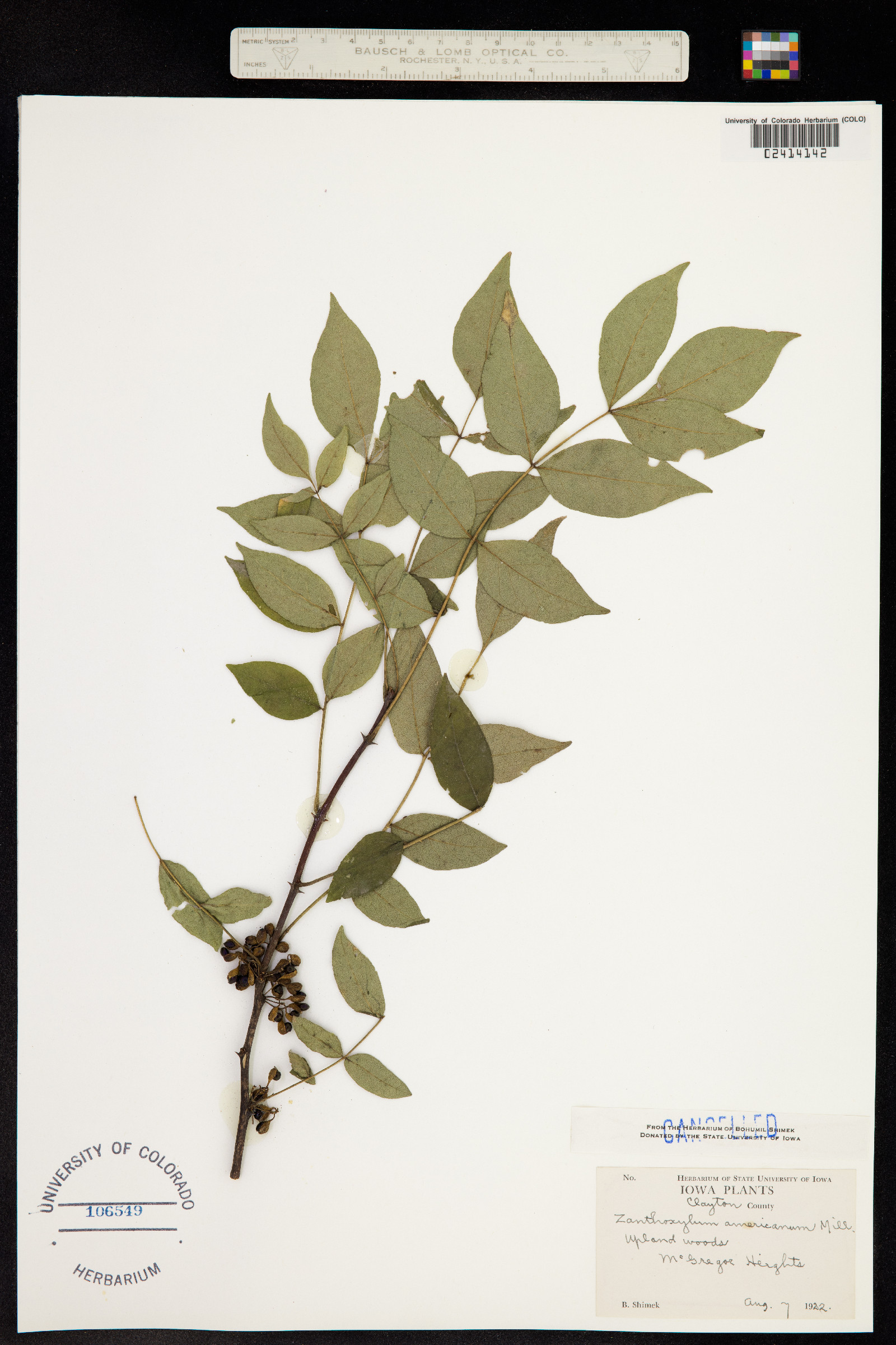 Zanthoxylum americanum image