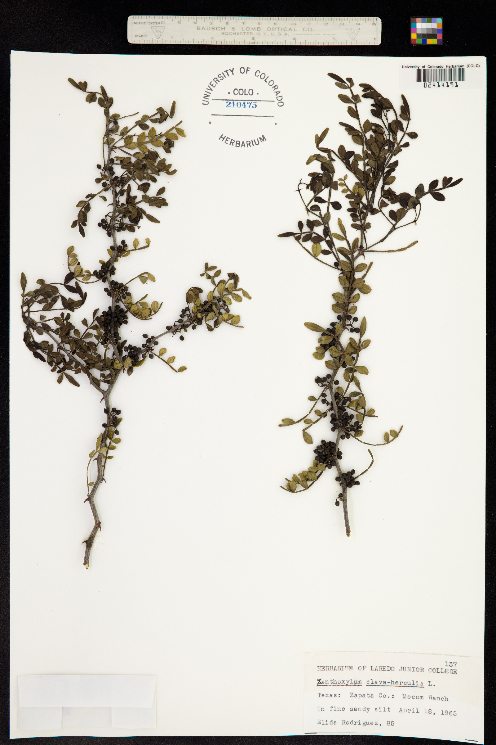 Zanthoxylum fagara image