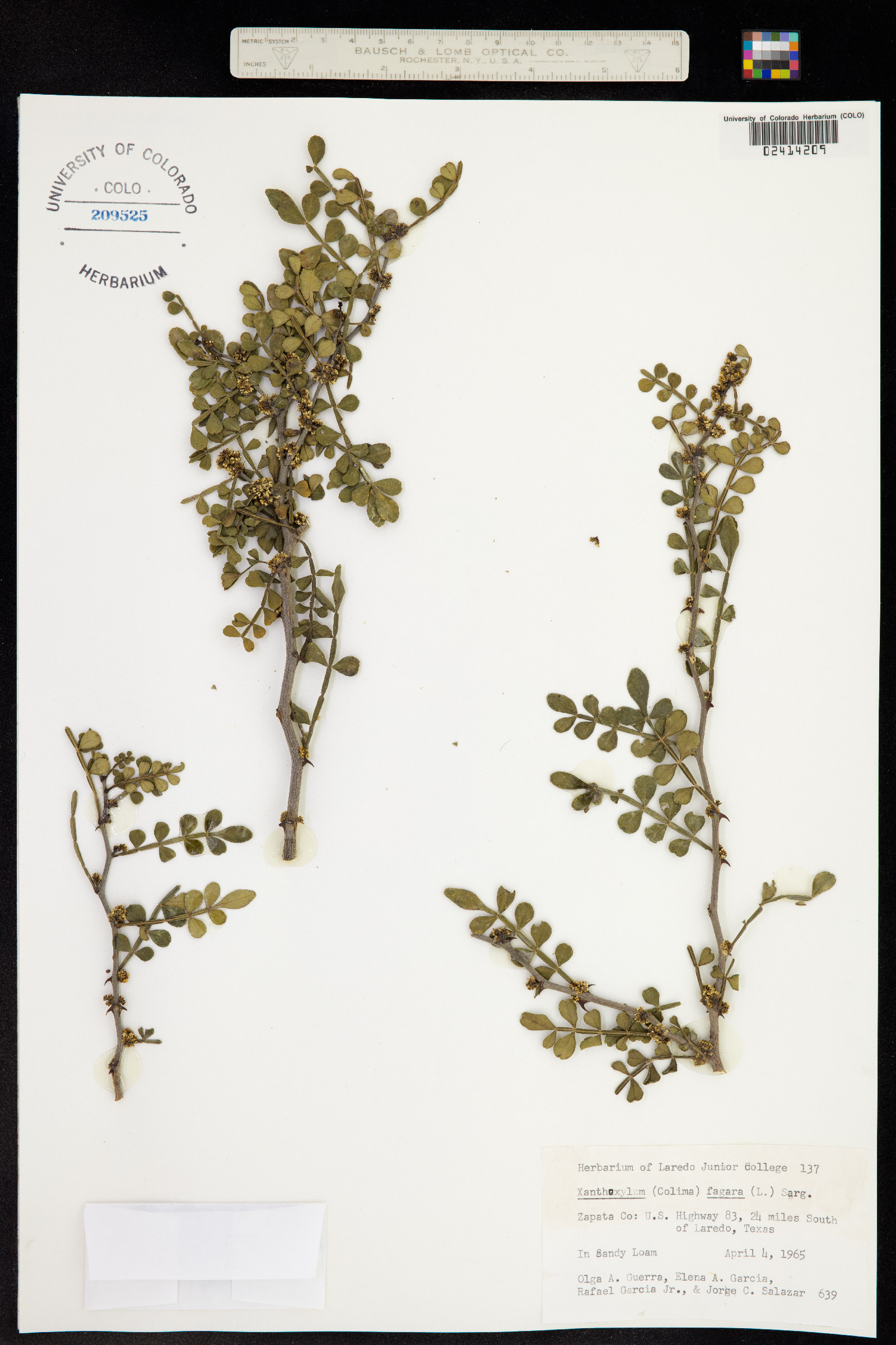 Zanthoxylum fagara image