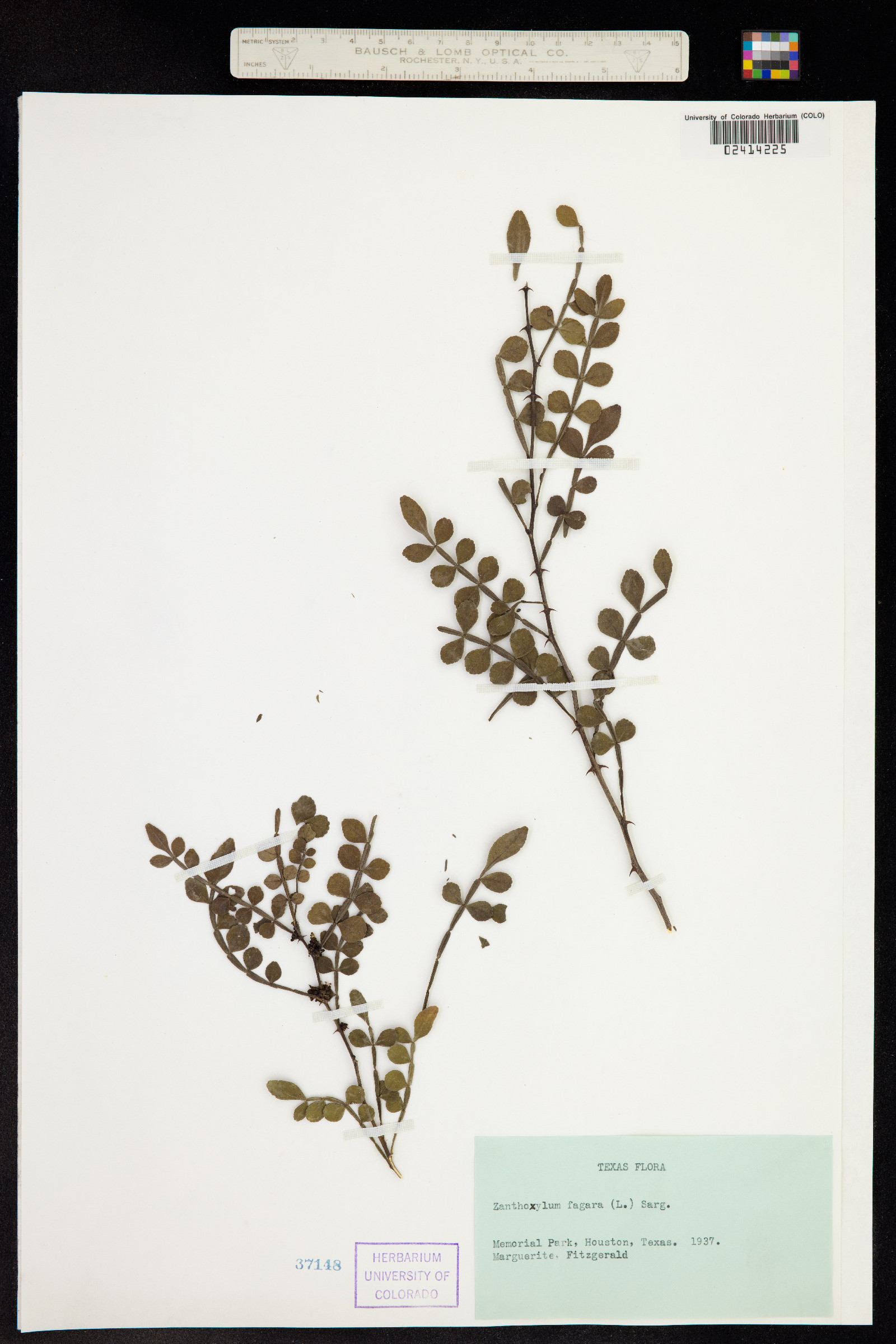 Zanthoxylum fagara image