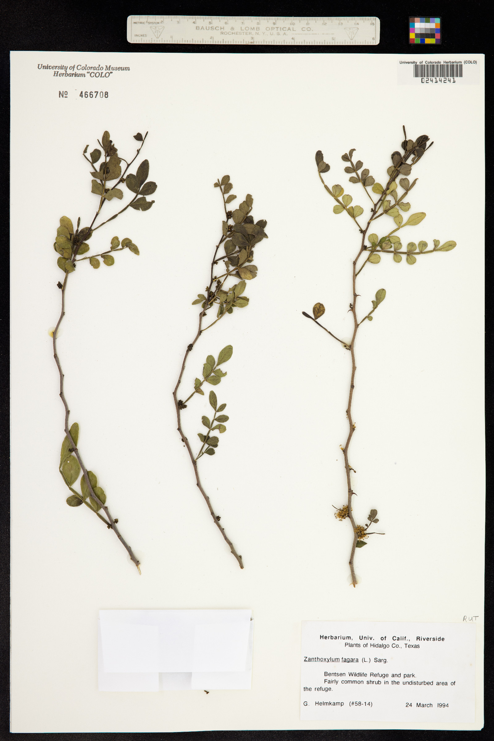 Zanthoxylum fagara image