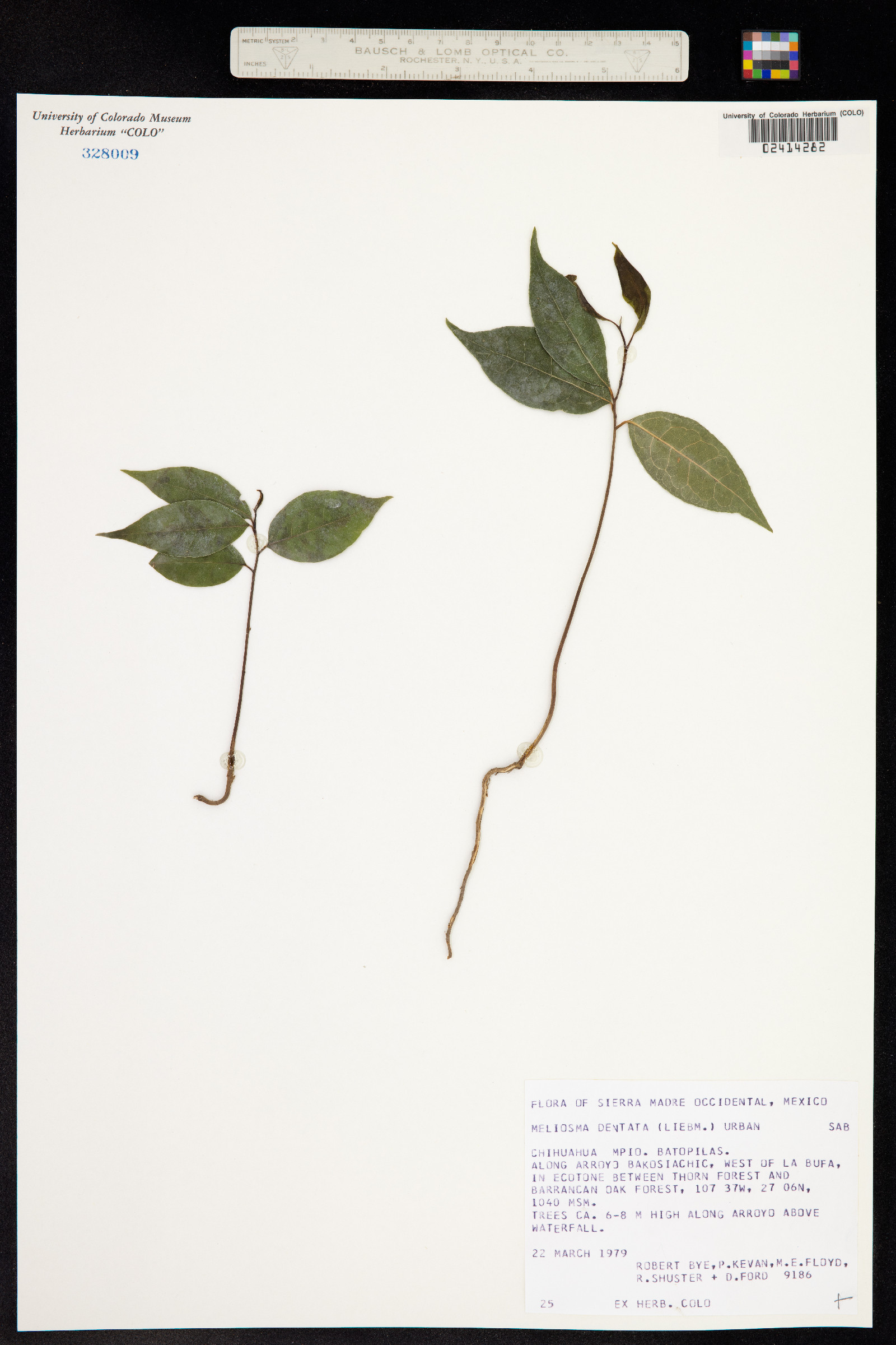 Meliosma dentata image