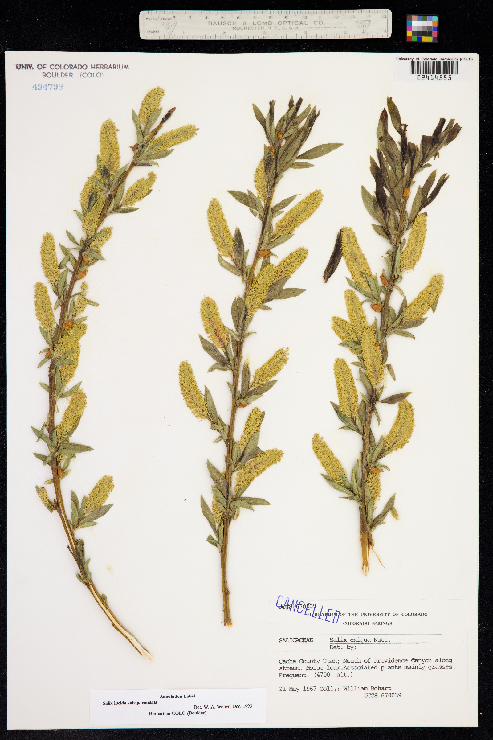 Salix lasiandra var. caudata image